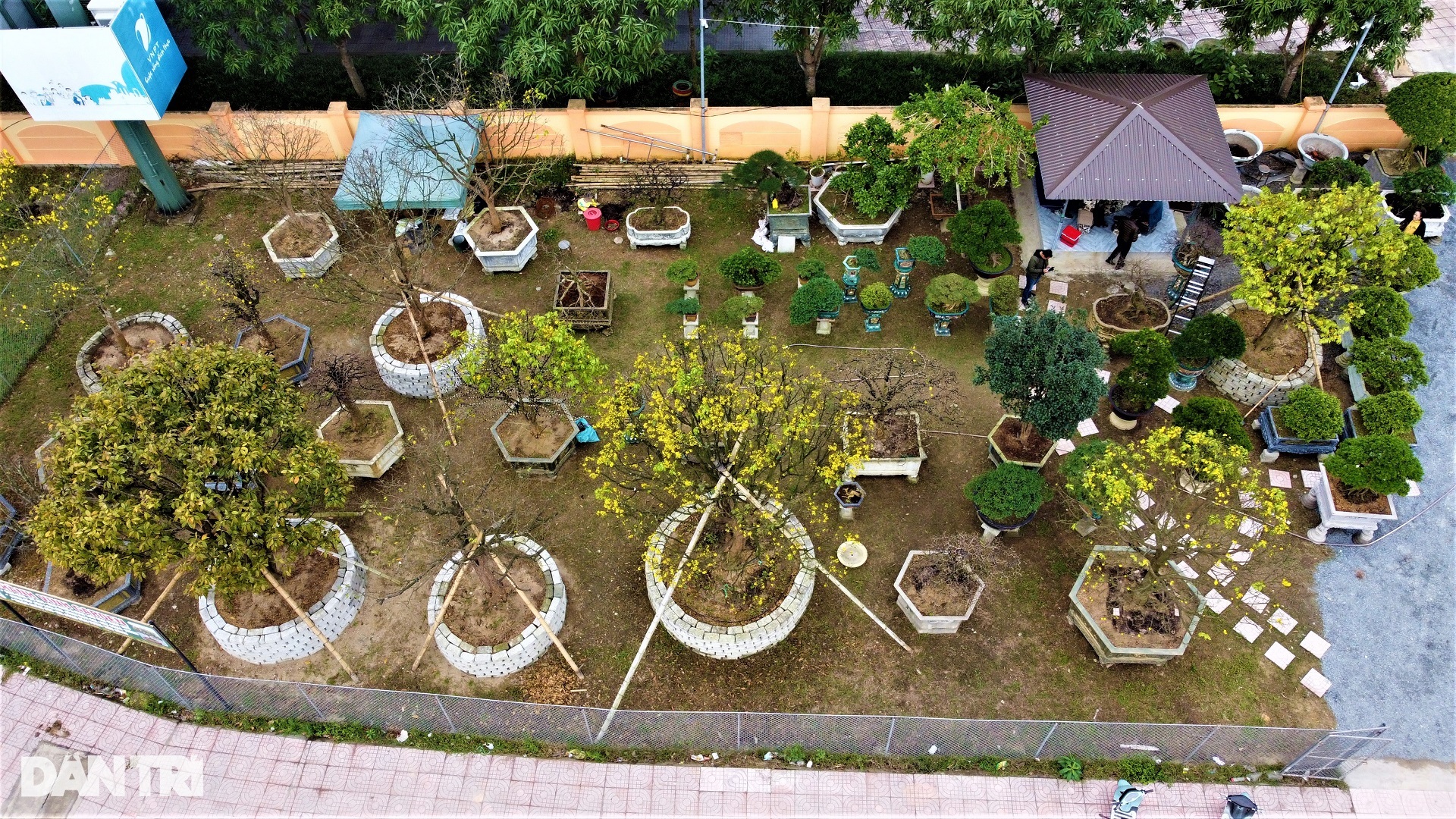 Những "cụ" mai khủng điểm trang ngóng khách Tết - Ảnh 1. Những "cụ" mai khủng điểm trang ngóng khách Tết - Ảnh 1.