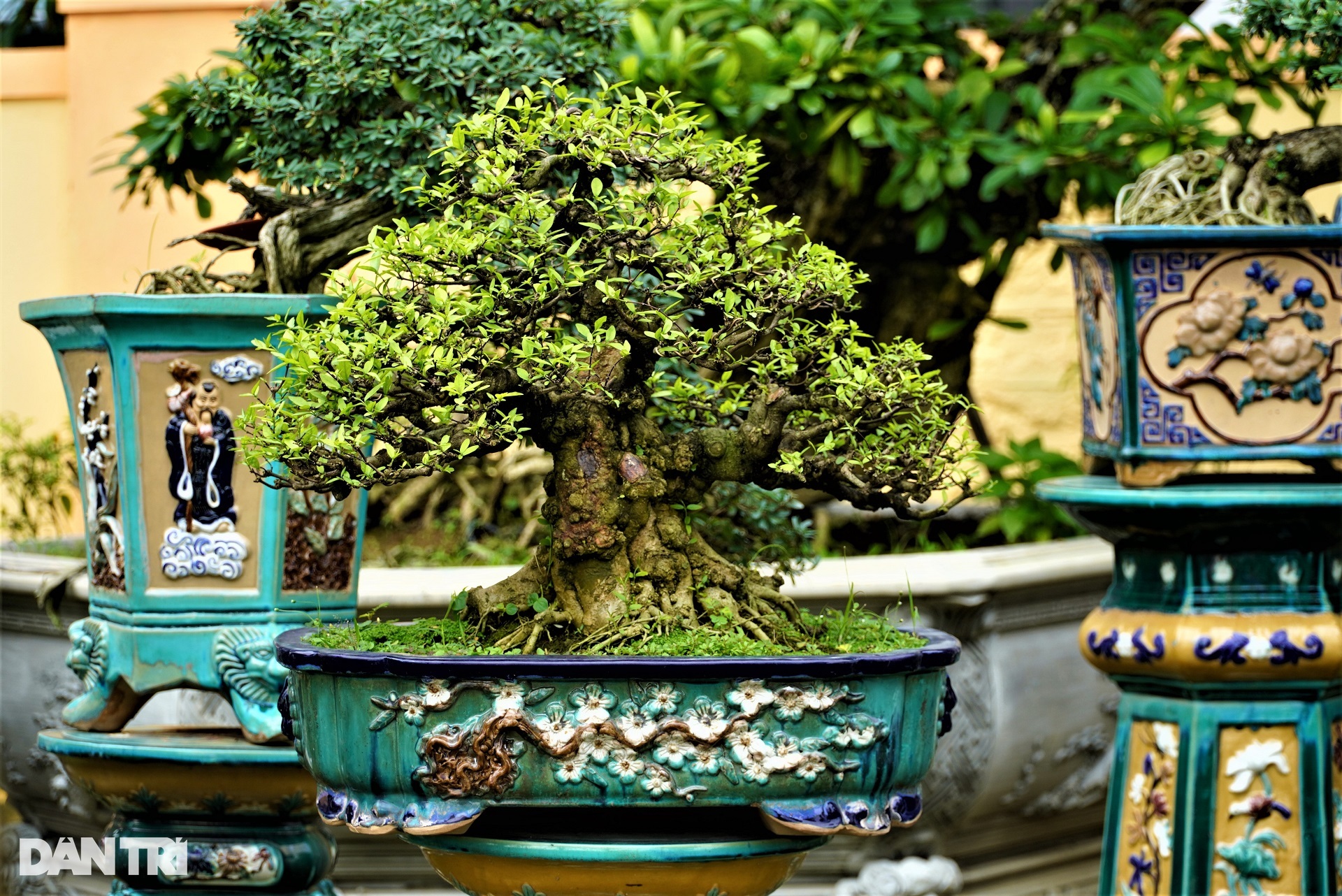 Những "cụ" mai khủng điểm trang ngóng khách Tết - Ảnh 12. Những "cụ" mai khủng điểm trang ngóng khách Tết - Ảnh 12.