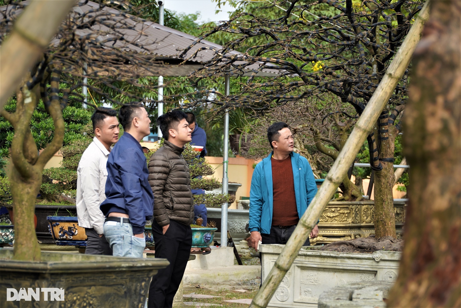 Những "cụ" mai khủng điểm trang ngóng khách Tết - Ảnh 13. Những "cụ" mai khủng điểm trang ngóng khách Tết - Ảnh 13.