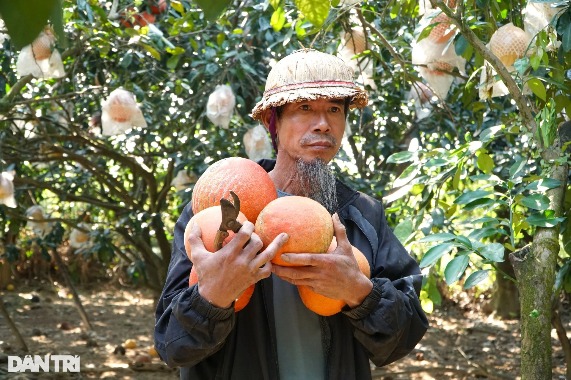 The old farmer earns half a billion dong in the Tet season thanks to the ripe red fruit from the inside out - 8