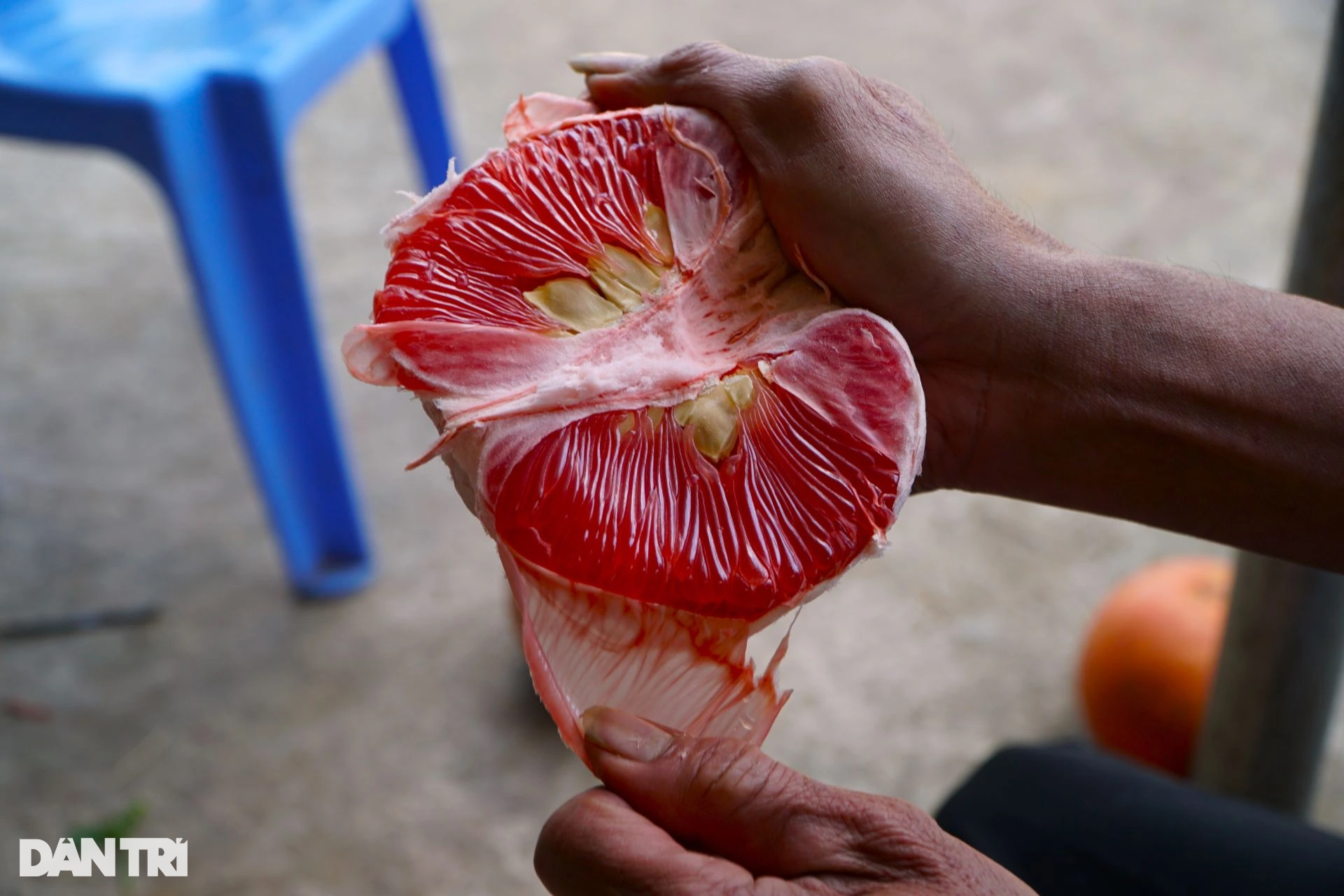 The old farmer earns half a billion dong in the Tet season thanks to the ripe red fruit from the inside out - 9