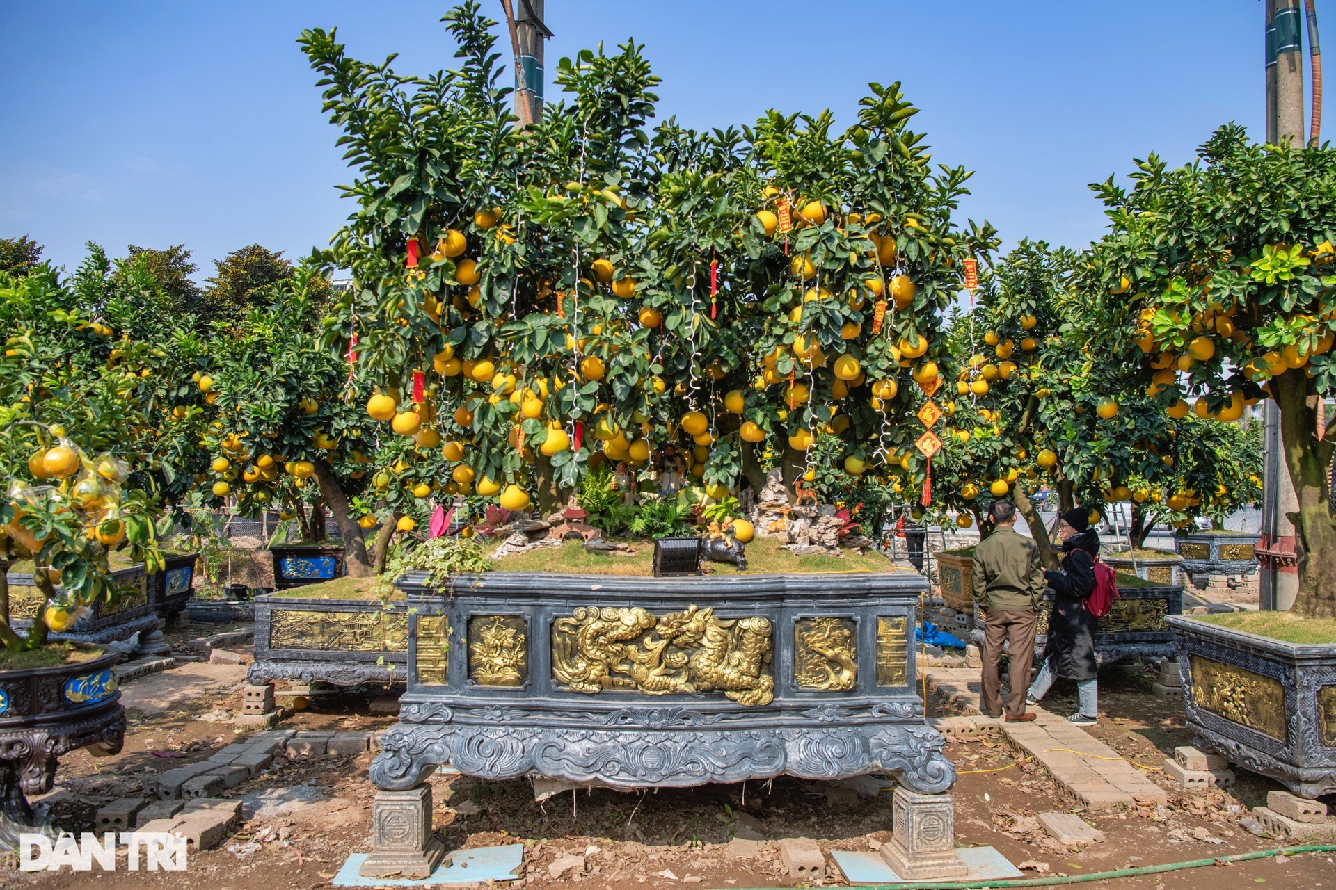 Unique 400-fruit Dien pomelo tree for sale for 200 million dong in Hanoi - 3