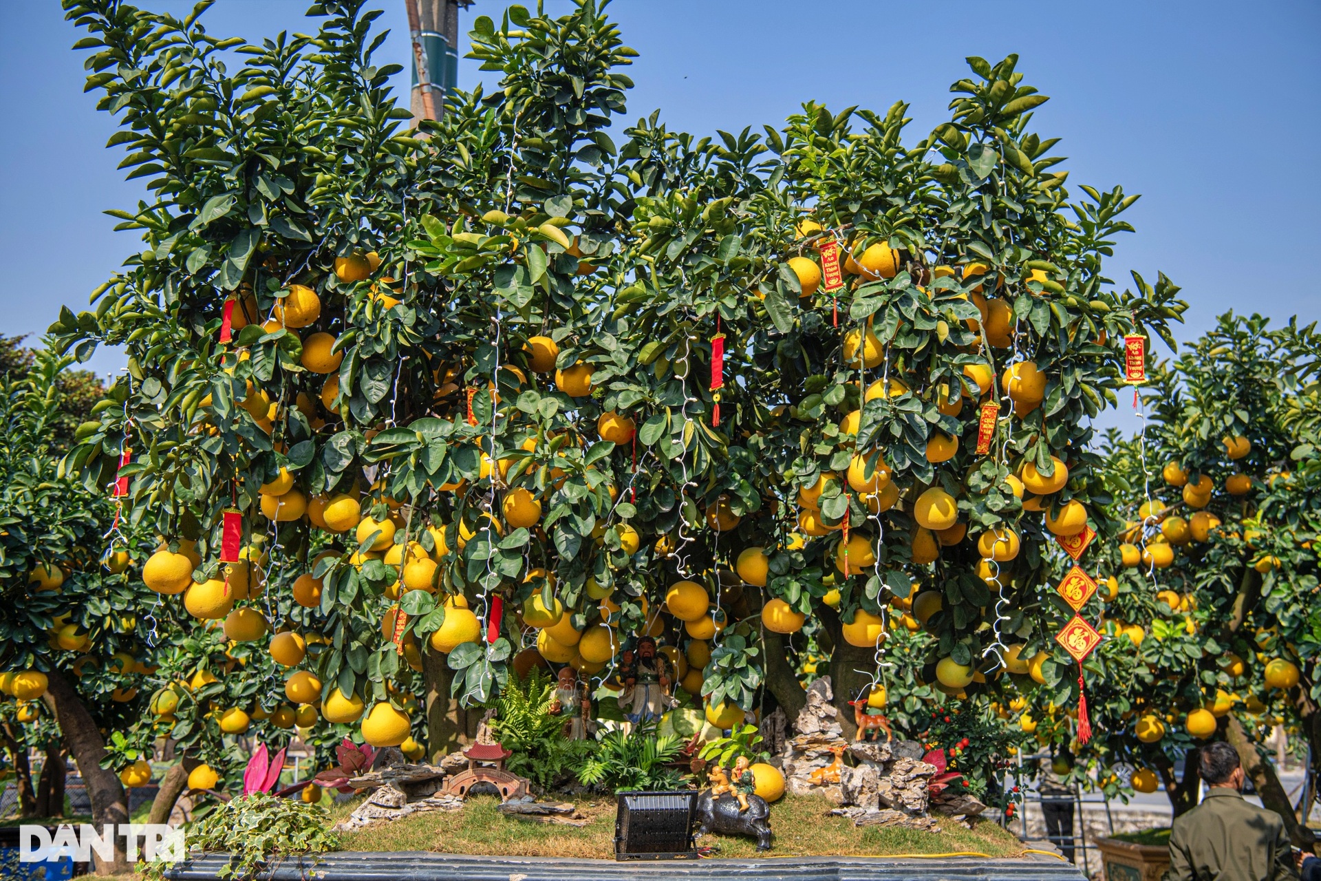 Unique 400-fruit Dien pomelo tree for sale for 200 million dong in Hanoi - 4