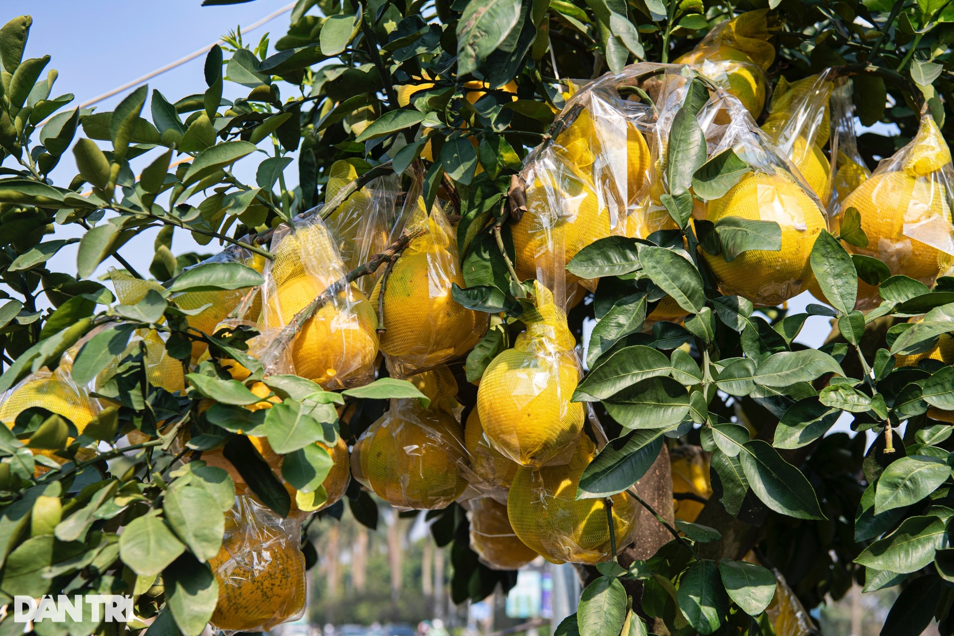 Unique 400-fruit Dien pomelo tree for sale for 200 million dong in Hanoi - 17