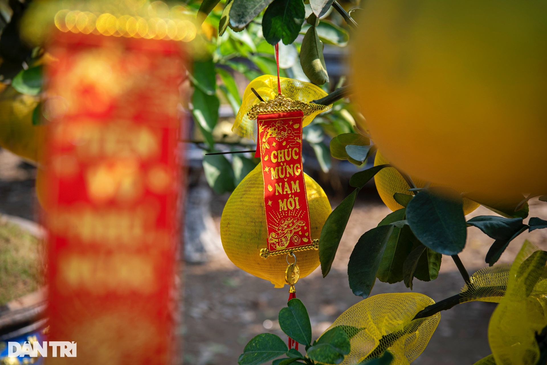 Unique 400-fruit Dien pomelo tree for sale for 200 million dong in Hanoi - 14