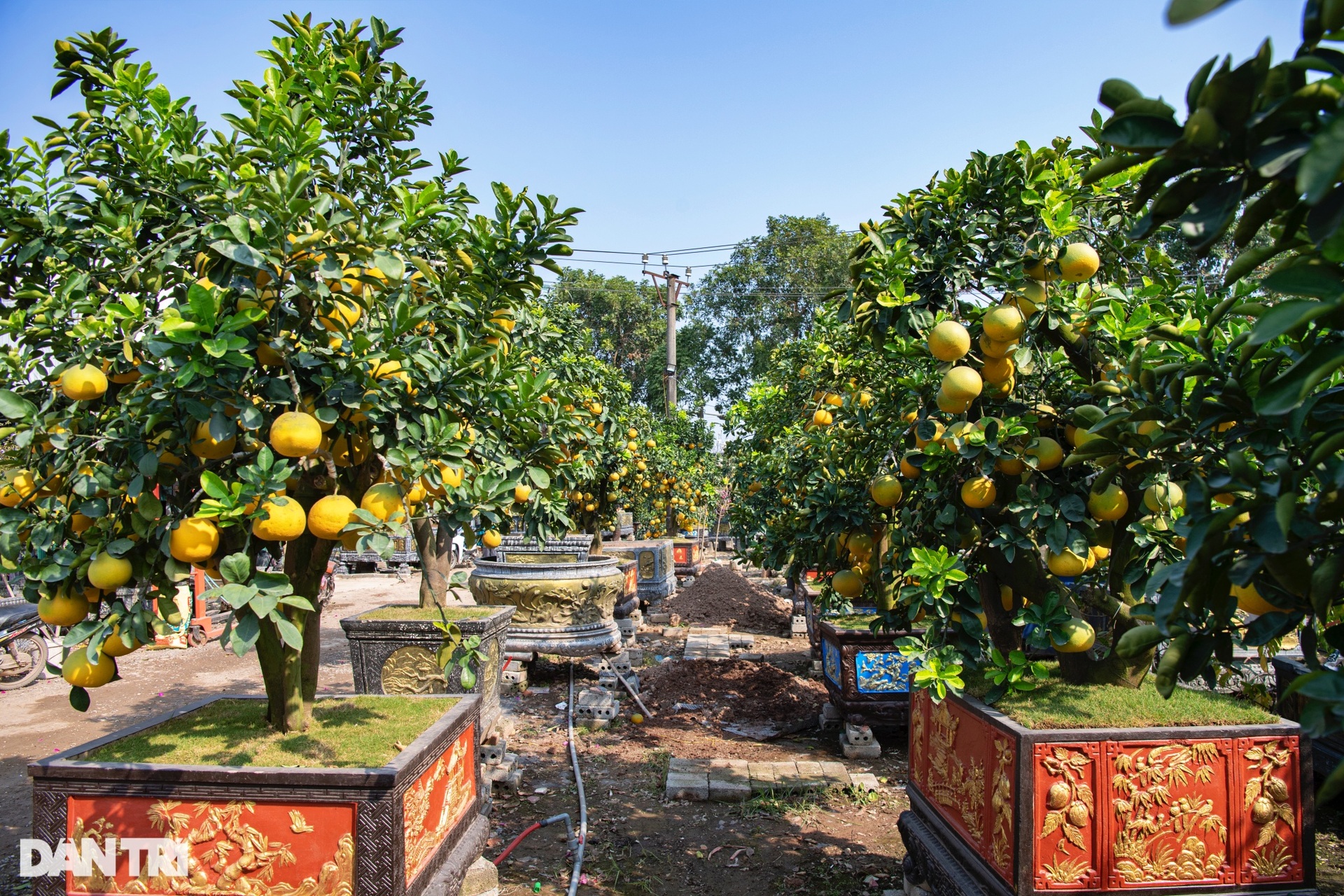 Unique 400-fruit Dien pomelo tree for sale for 200 million dong in Hanoi - 2