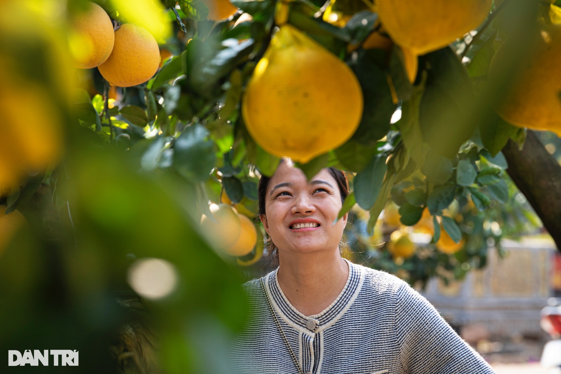 Unique 400-fruit Dien pomelo tree for sale for 200 million dong in Hanoi - 9