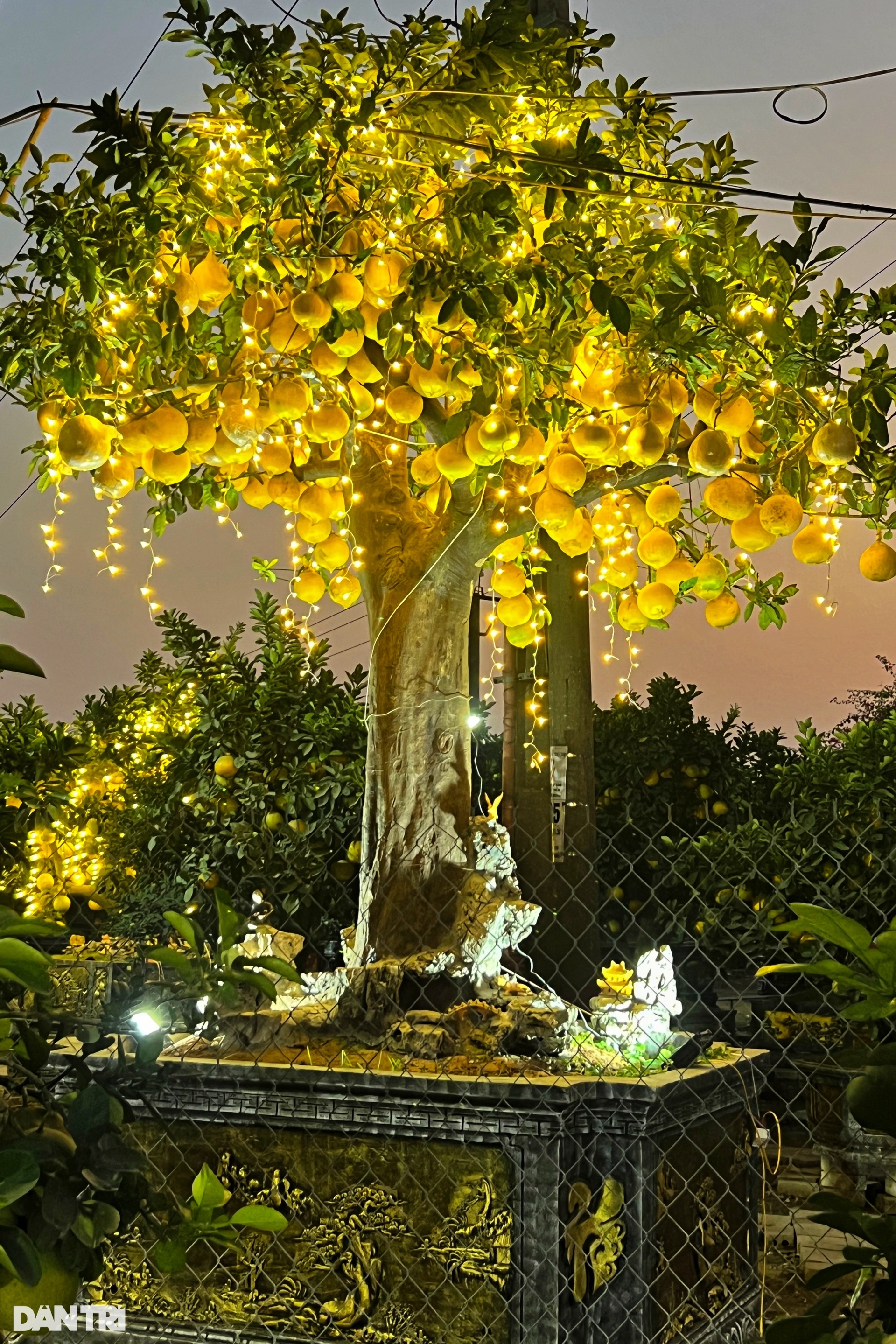 Unique 400-fruit Dien pomelo tree for sale for 200 million dong in Hanoi - 7