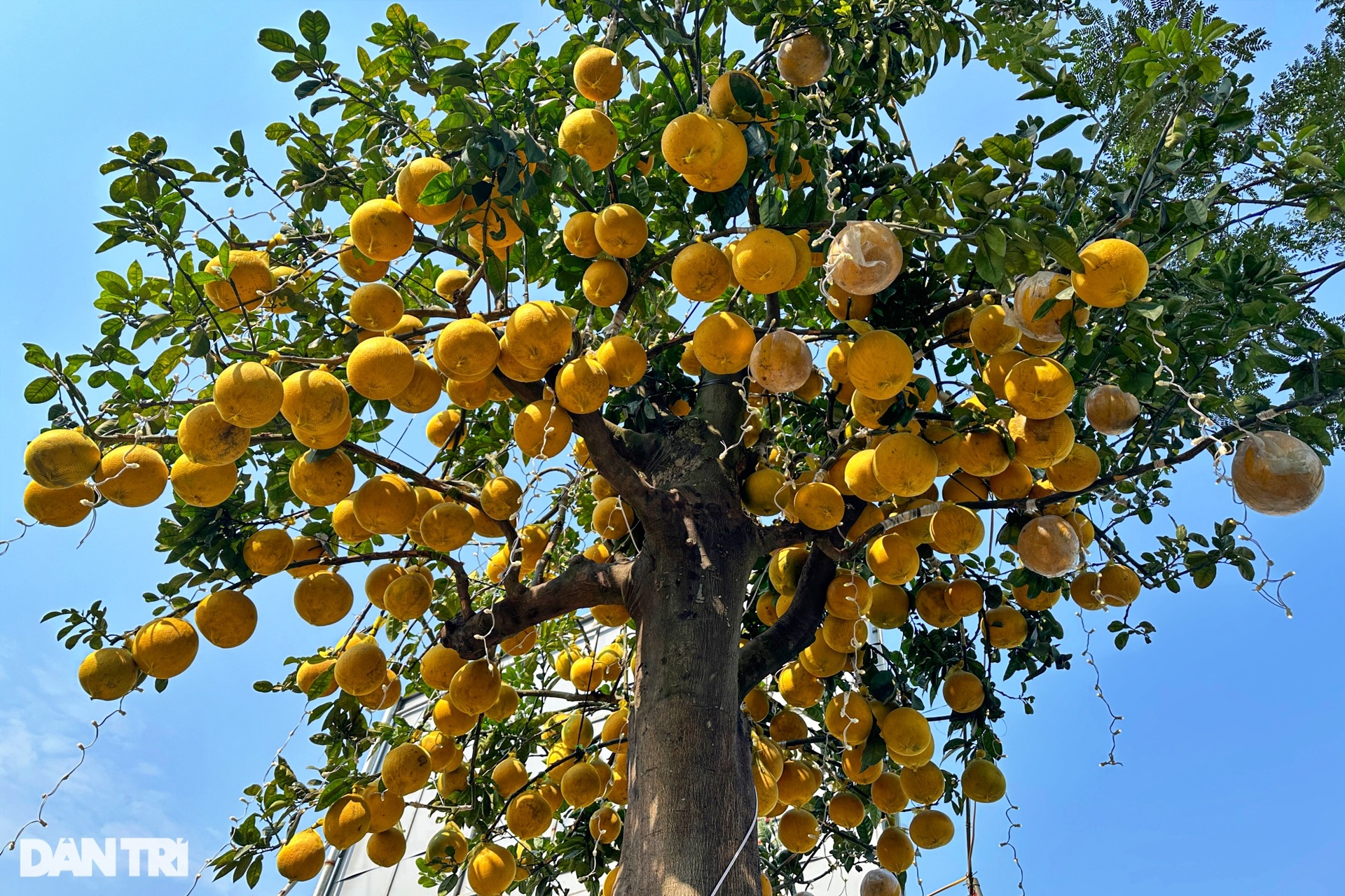 Unique 400-fruit Dien pomelo tree for sale for 200 million dong in Hanoi - 5
