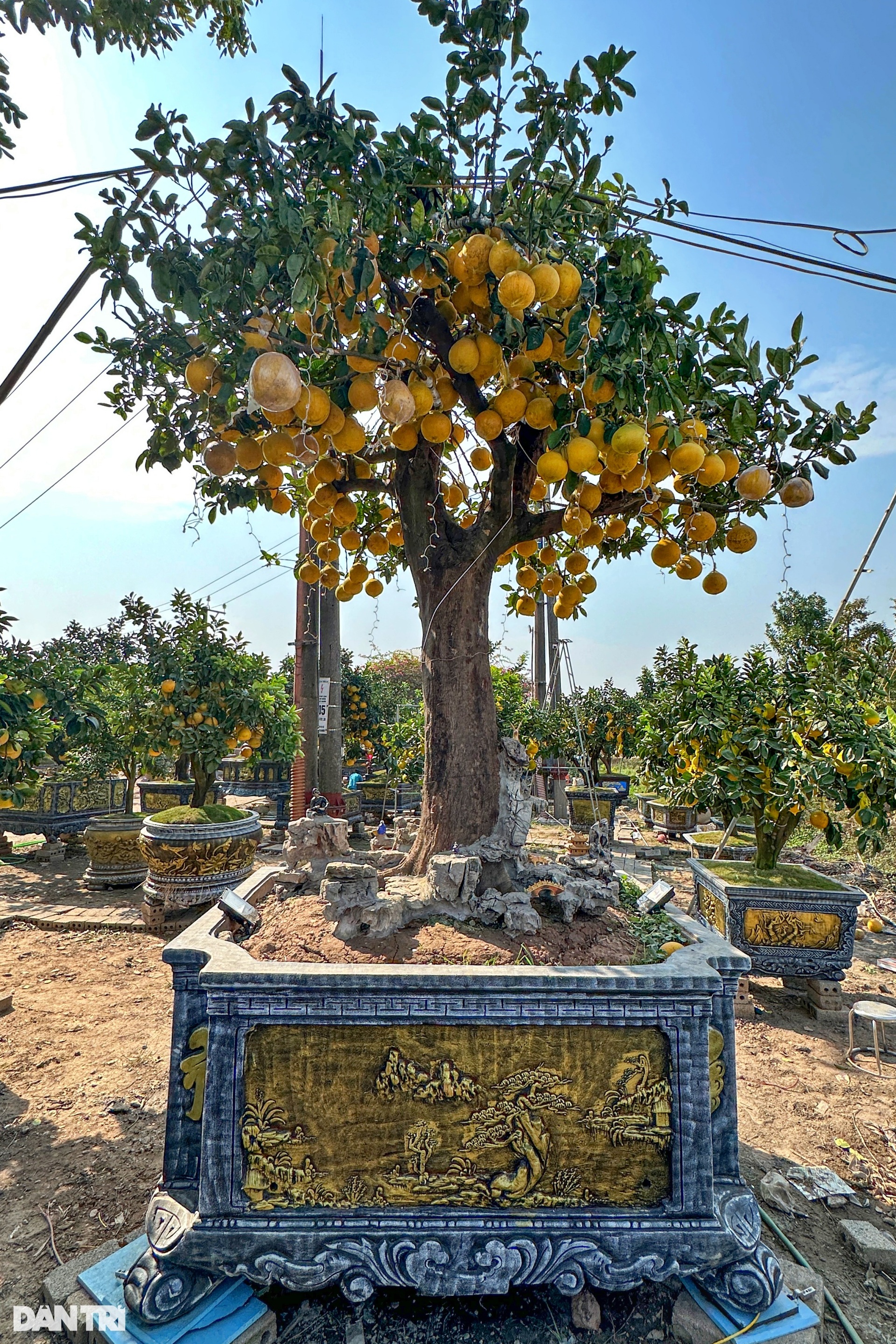 Unique 400-fruit Dien pomelo tree for sale for 200 million dong in Hanoi - 6