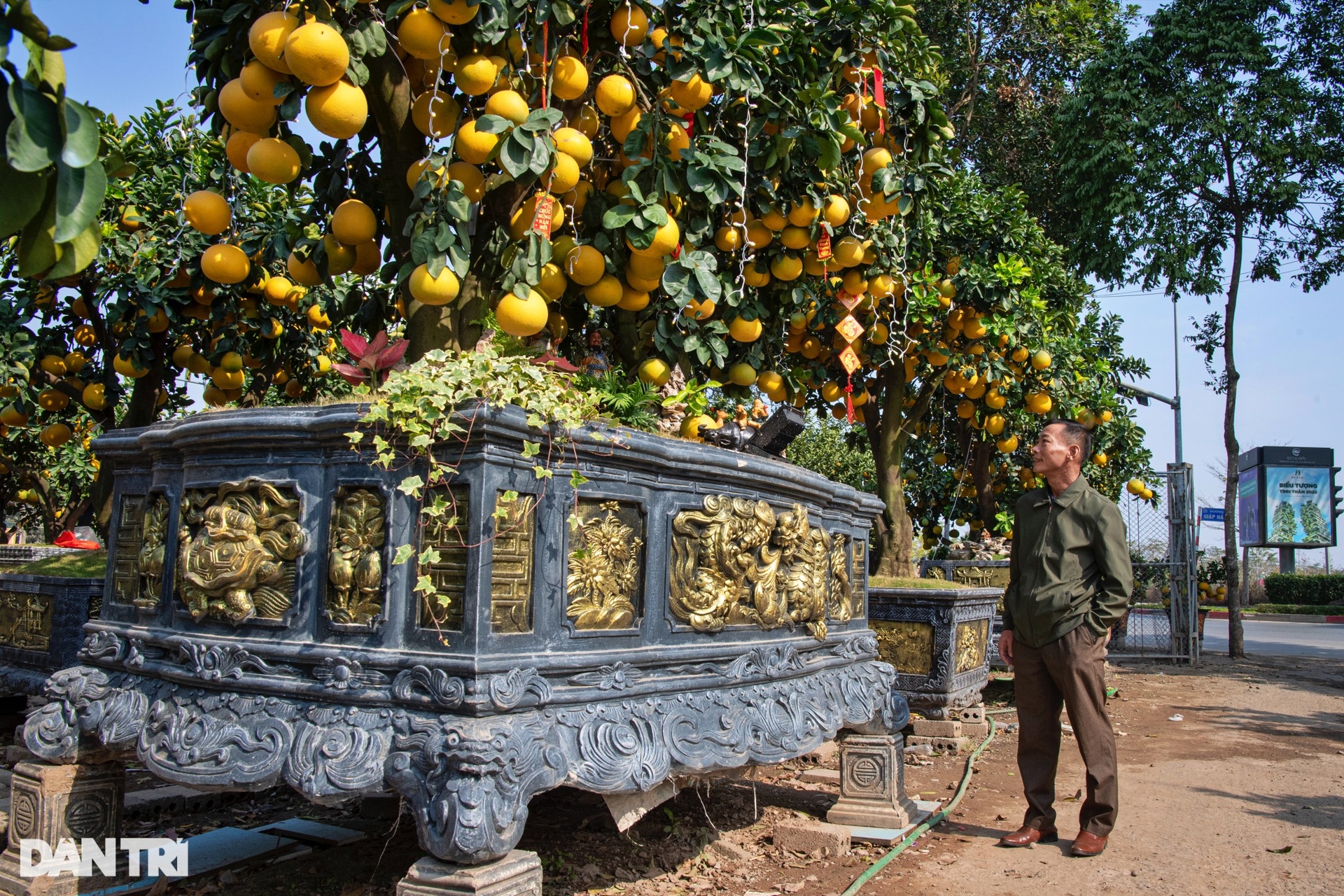 Unique 400-fruit Dien pomelo tree for sale for 200 million dong in Hanoi - 8