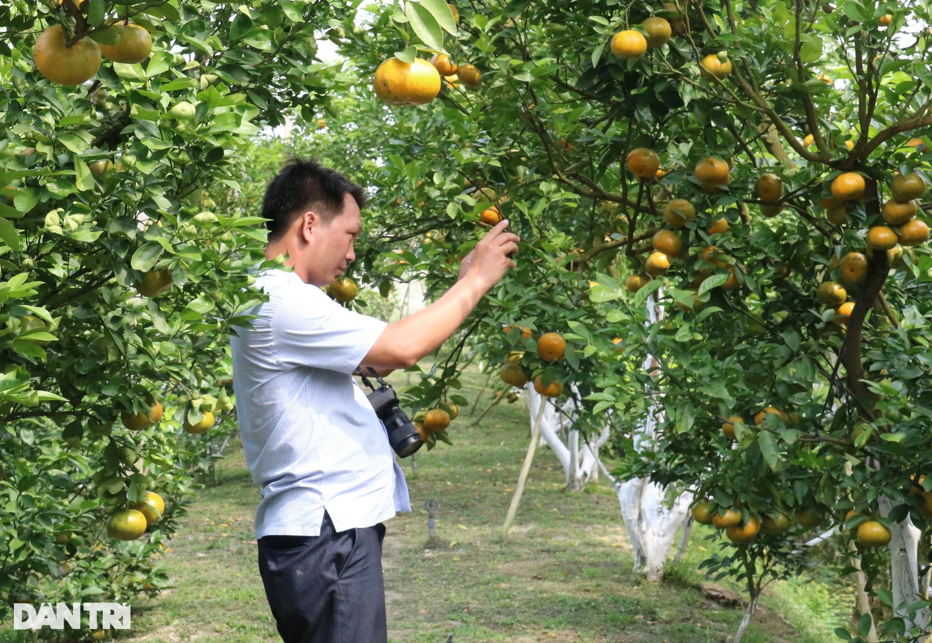 Breaking into persimmon orchards earns 50 times more than rice - 7