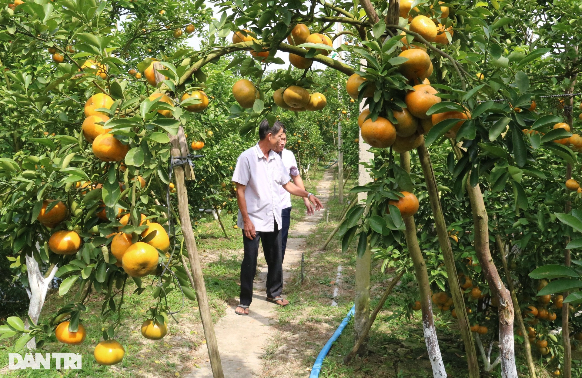 Breaking into the persimmon garden has 50 times more income than rice - 1