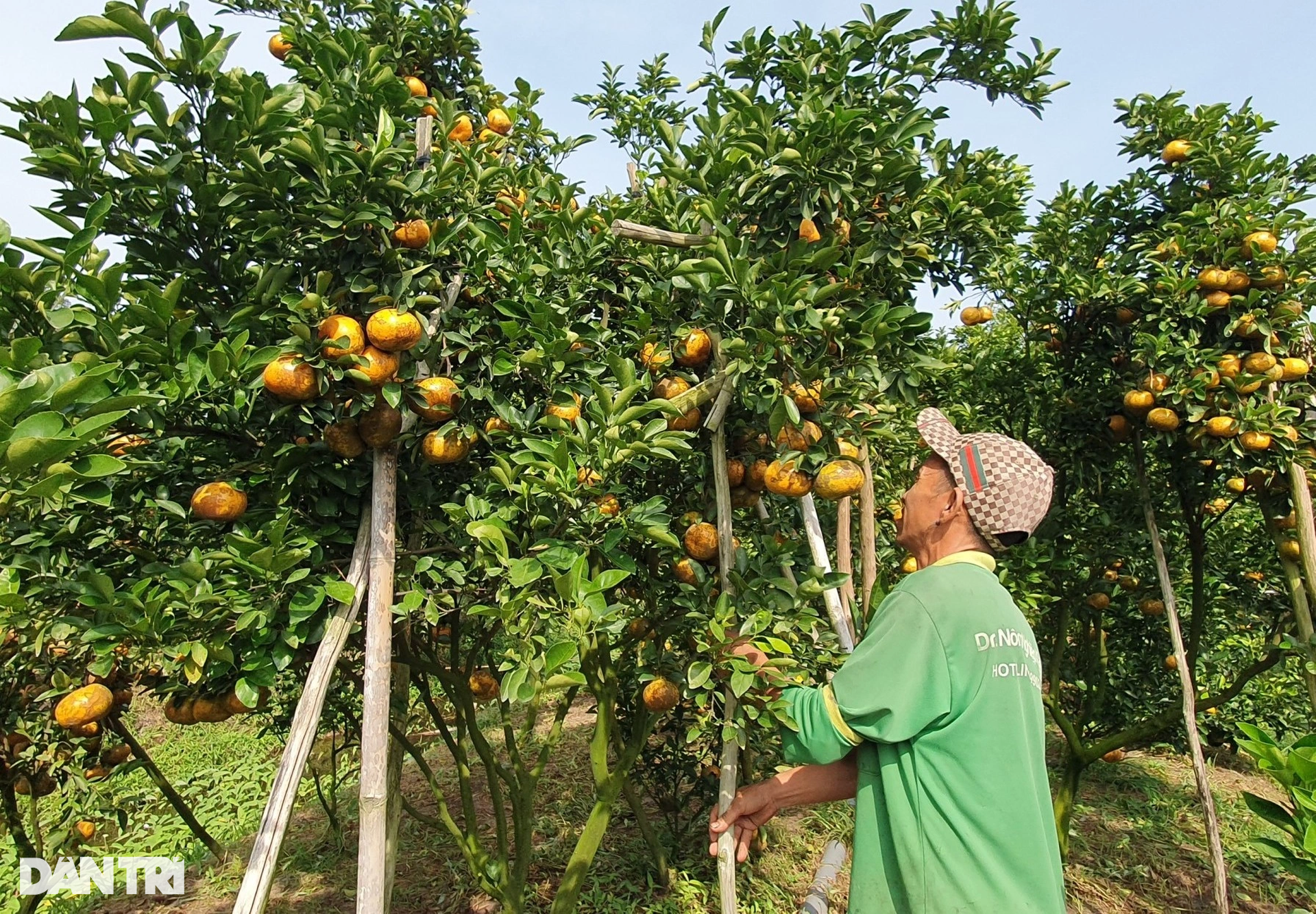 Breaking into persimmon orchards earns 50 times more than rice - 2