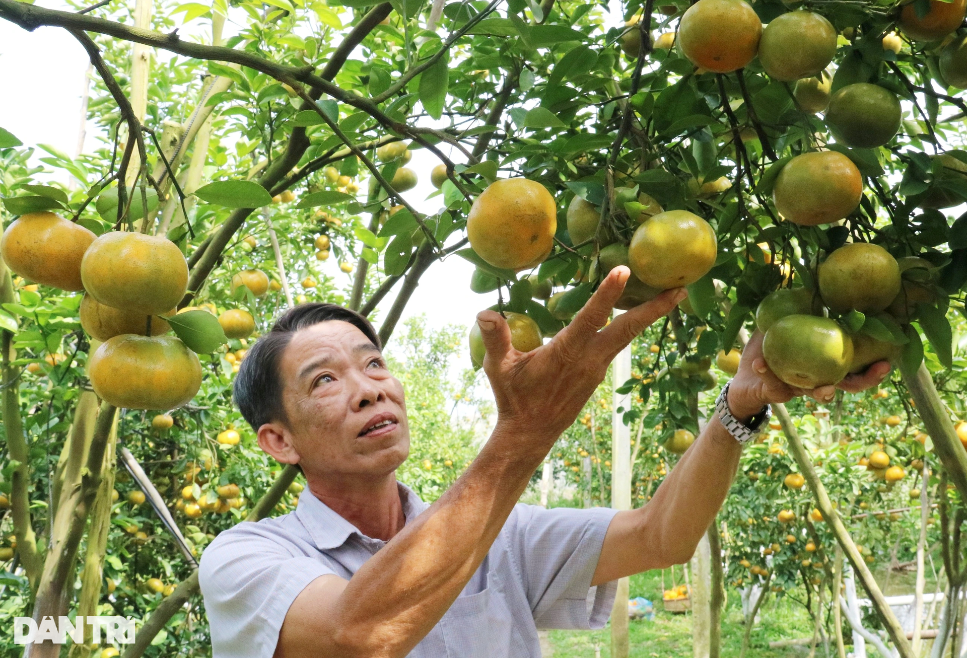 Breaking into persimmon orchards earns 50 times more than rice - 4