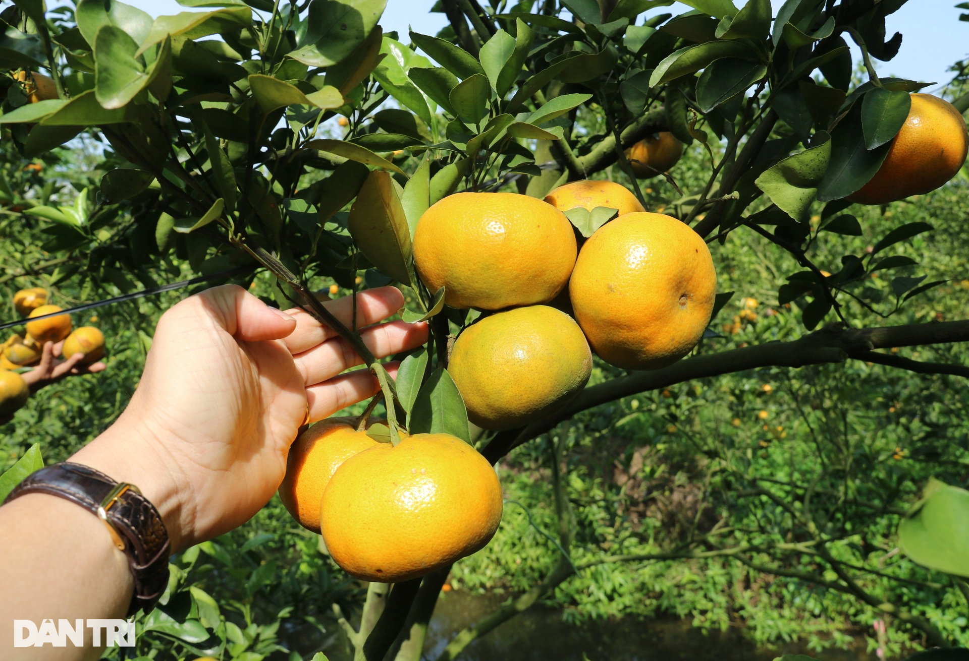 Breaking into the persimmon garden has 50 times more income than rice - 8