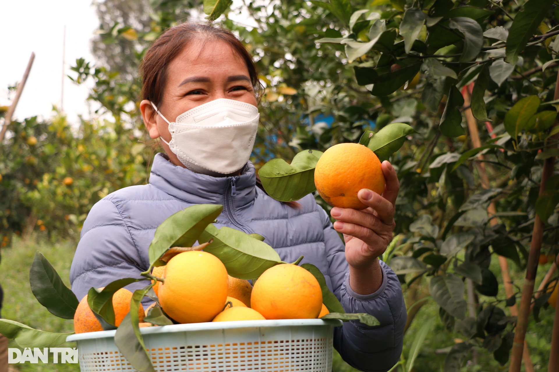 Làm giàu với loại đặc sản đi vào thơ ca, mỗi quả tương đương... một yến lúa - 11 Làm giàu với loại đặc sản đi vào thơ ca, mỗi quả tương đương... một yến lúa - 11