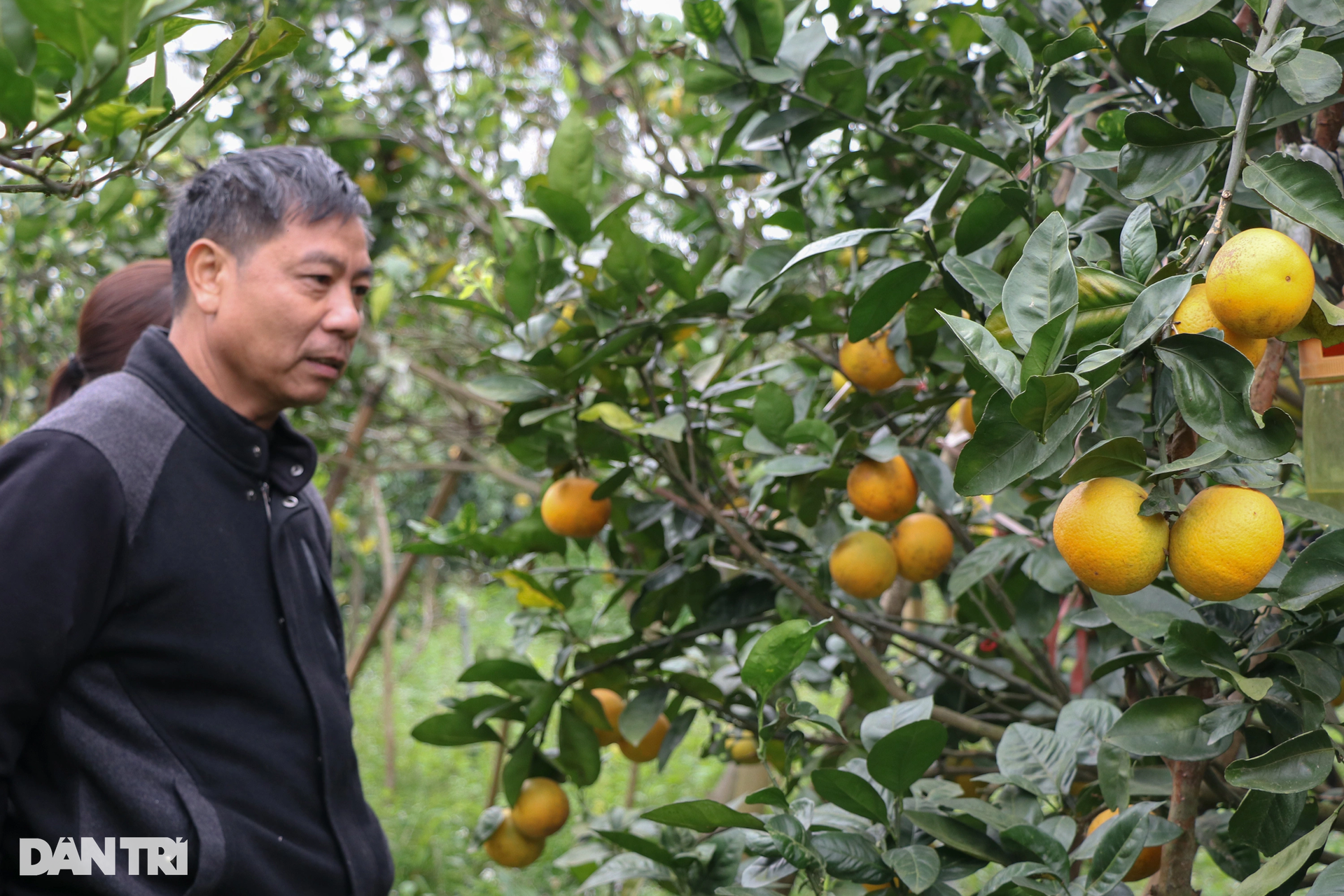Làm giàu với loại đặc sản đi vào thơ ca, mỗi quả tương đương... một yến lúa - 10 Làm giàu với loại đặc sản đi vào thơ ca, mỗi quả tương đương... một yến lúa - 10
