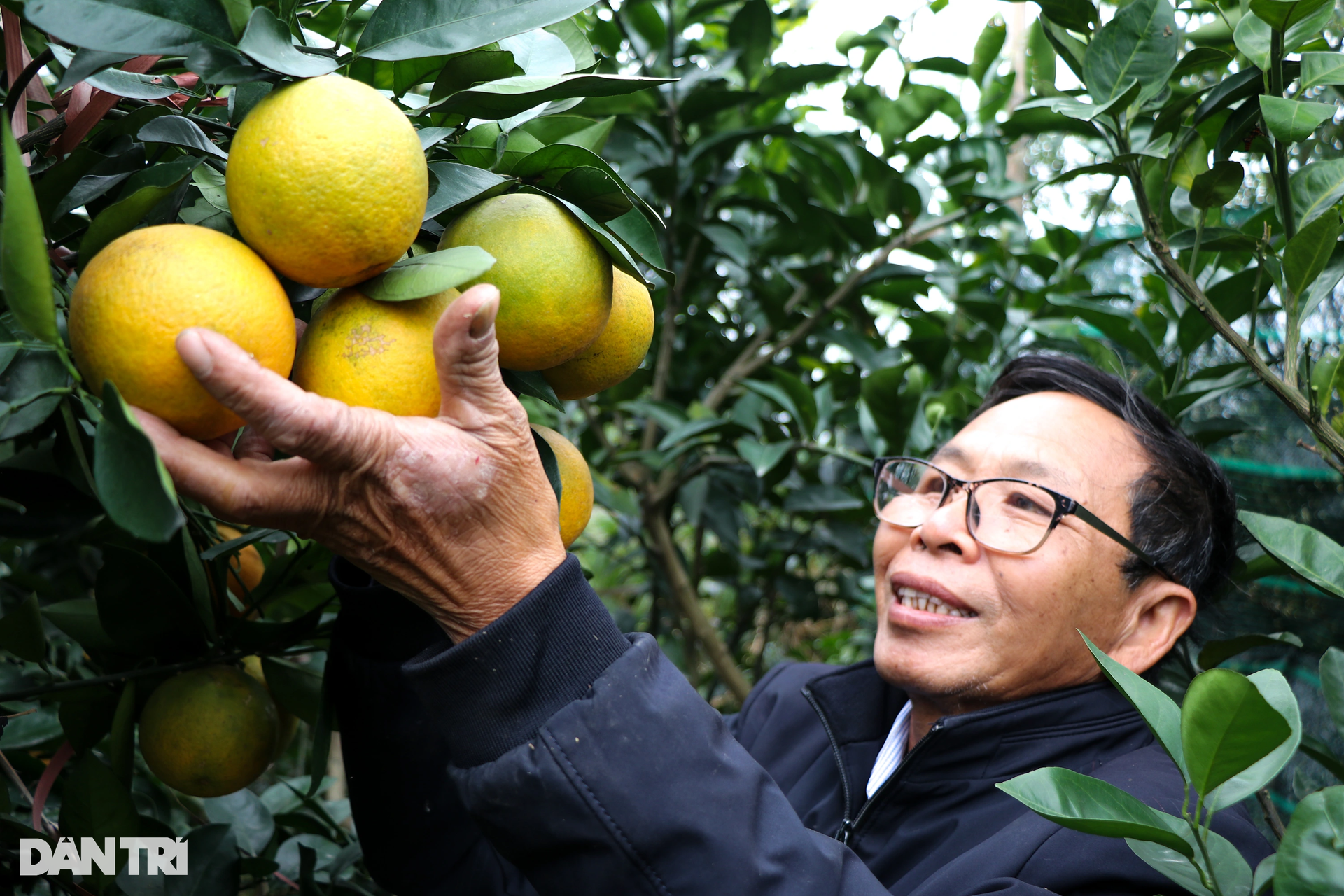 Làm giàu với loại đặc sản đi vào thơ ca, mỗi quả tương đương... một yến lúa - 4 Làm giàu với loại đặc sản đi vào thơ ca, mỗi quả tương đương... một yến lúa - 4