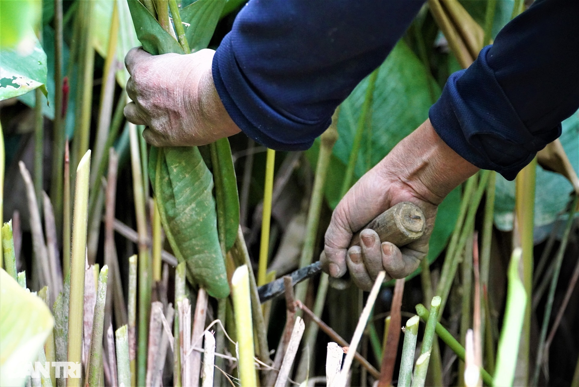 Make money with leaves that make up the soul of Vietnamese Tet - 6