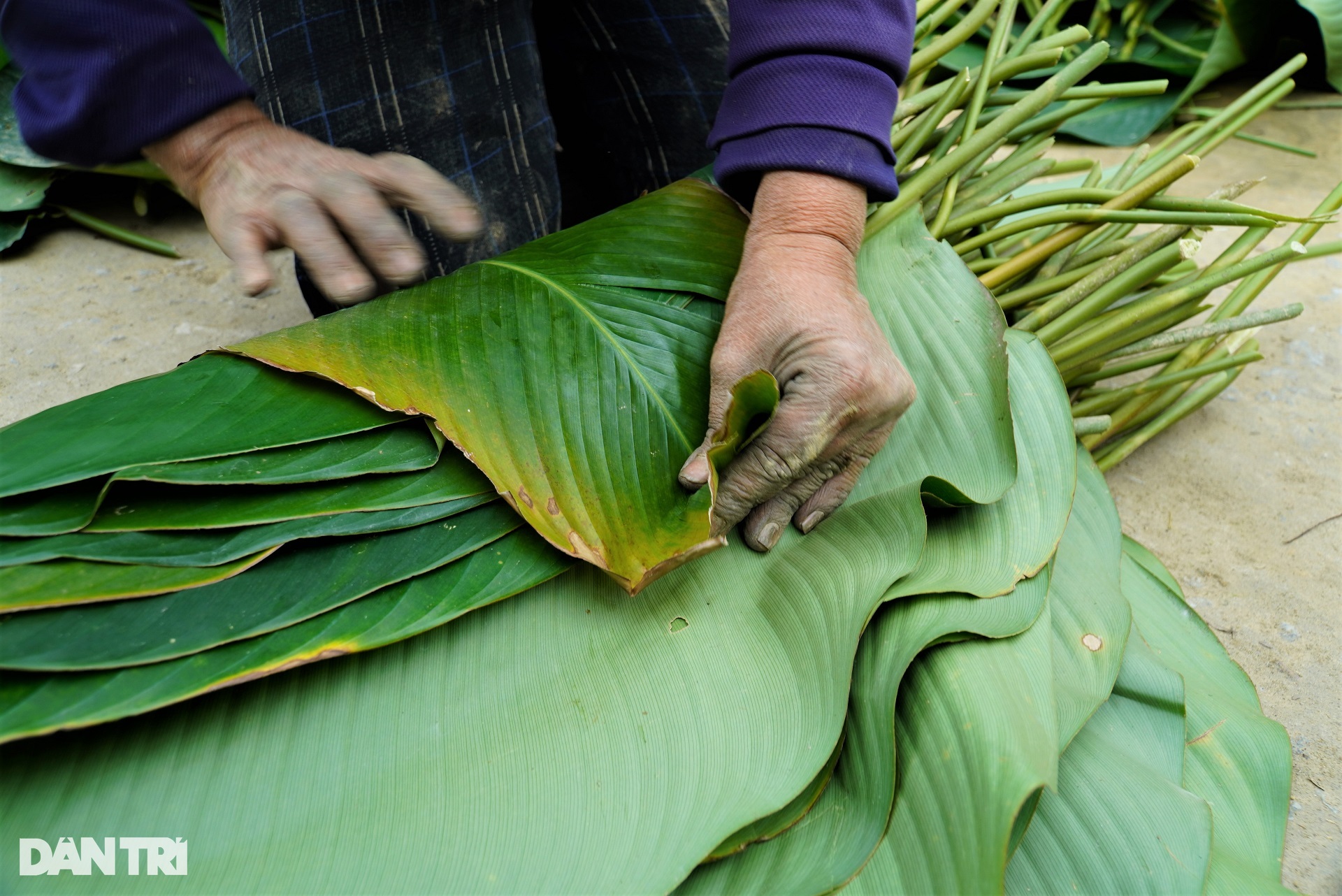 Make money with leaves that make up the soul of Vietnamese New Year - 8