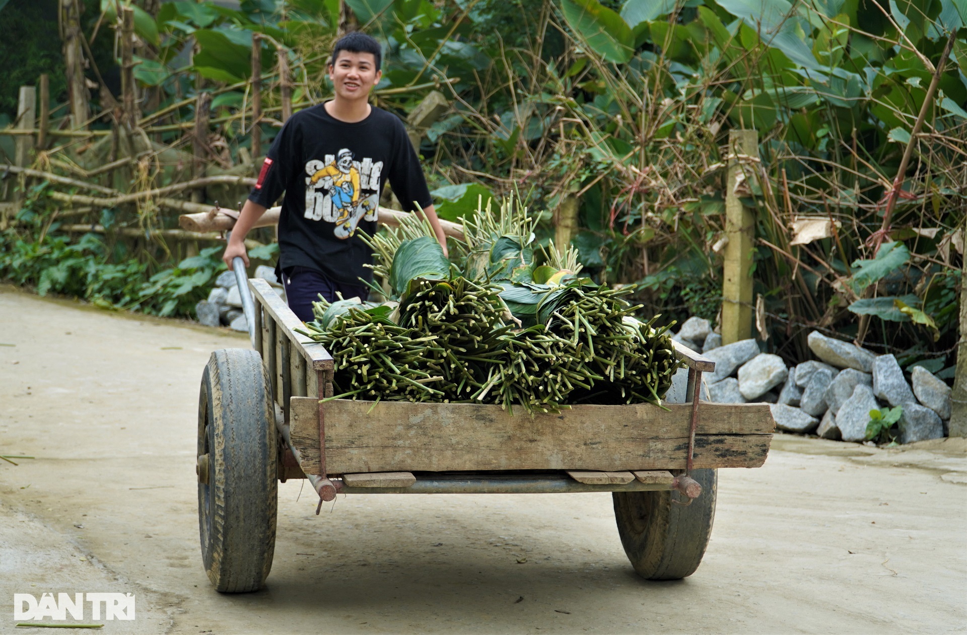 Make money with leaves that make up the soul of Vietnamese New Year - 10