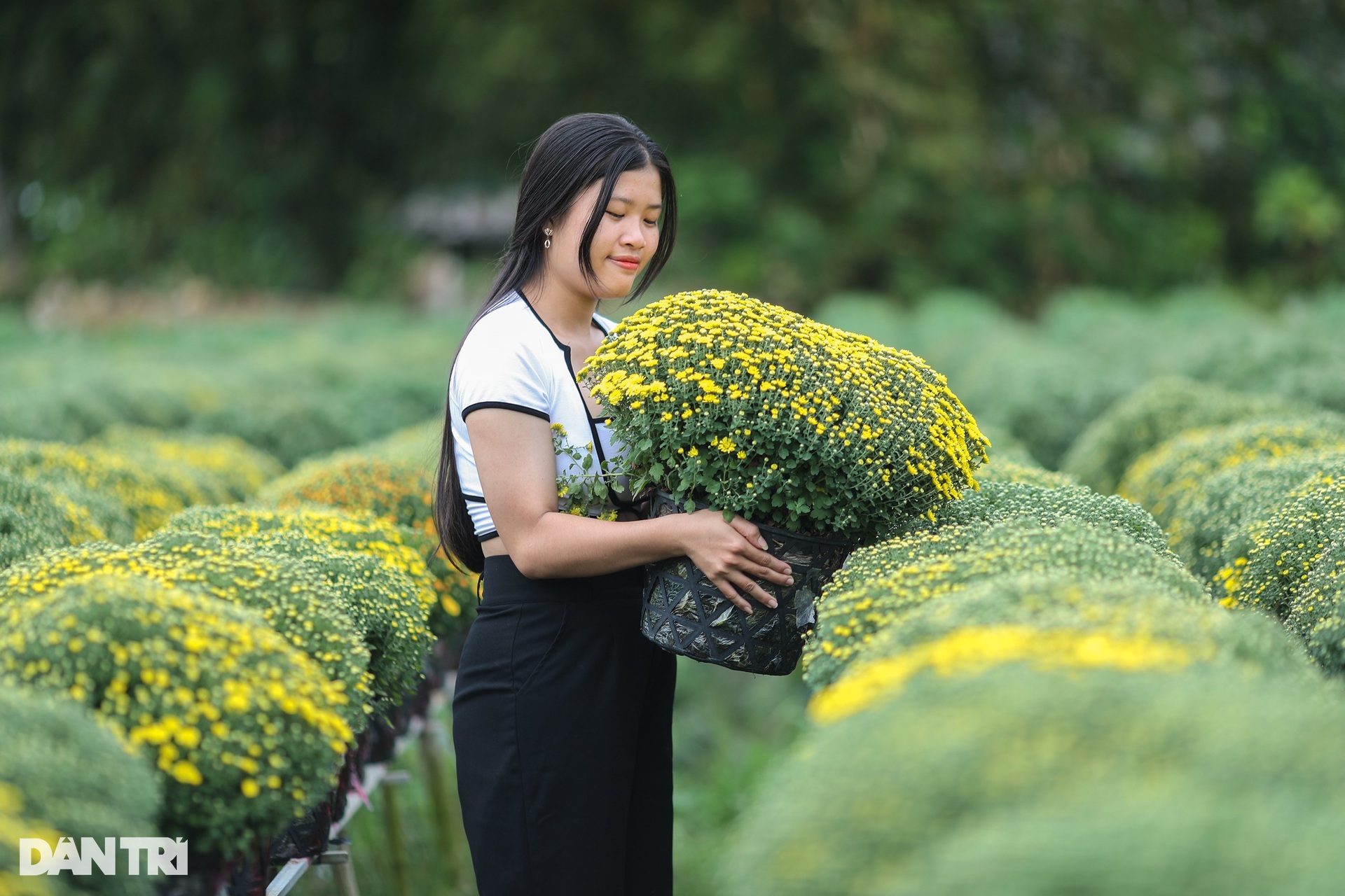 Sa Dec flower village farmers are busy with raspberry chrysanthemum fields in the days leading up to Tet - 12