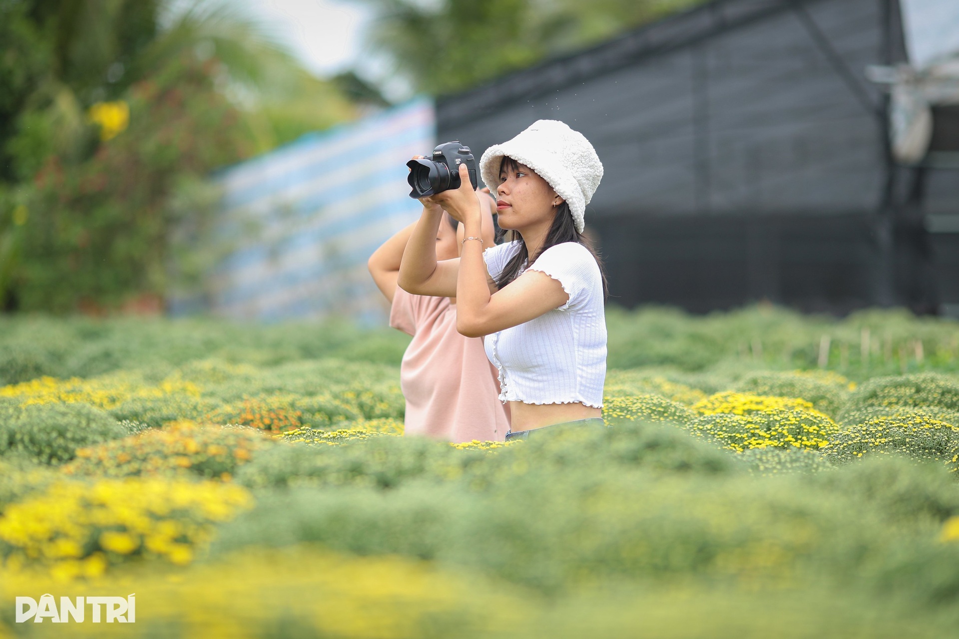 Sa Dec flower village farmers are busy in the field of raspberry chrysanthemums on the days leading up to Tet - 13