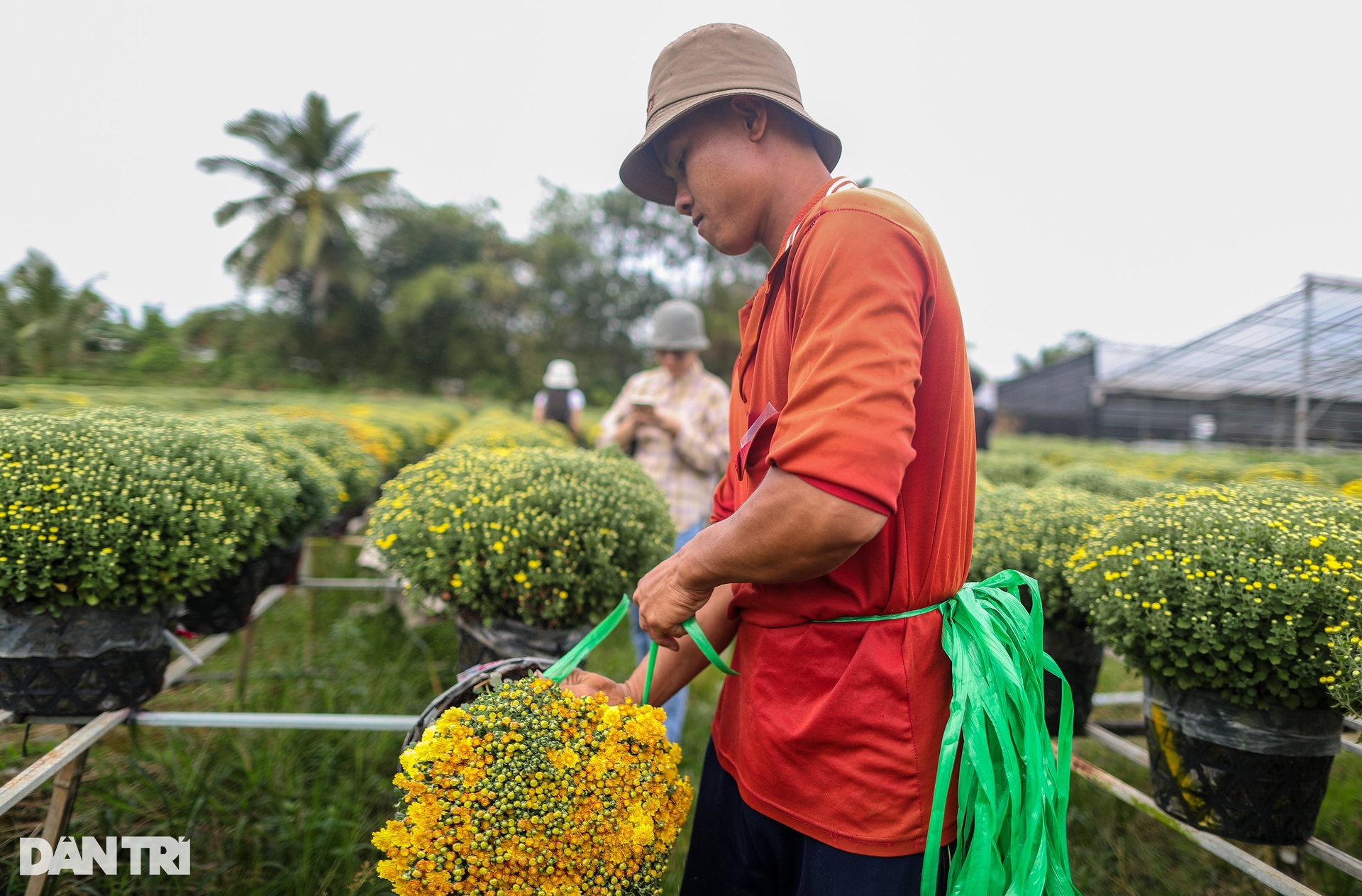Sa Dec flower village farmers are busy with raspberry chrysanthemum fields on the days leading up to Tet - 7