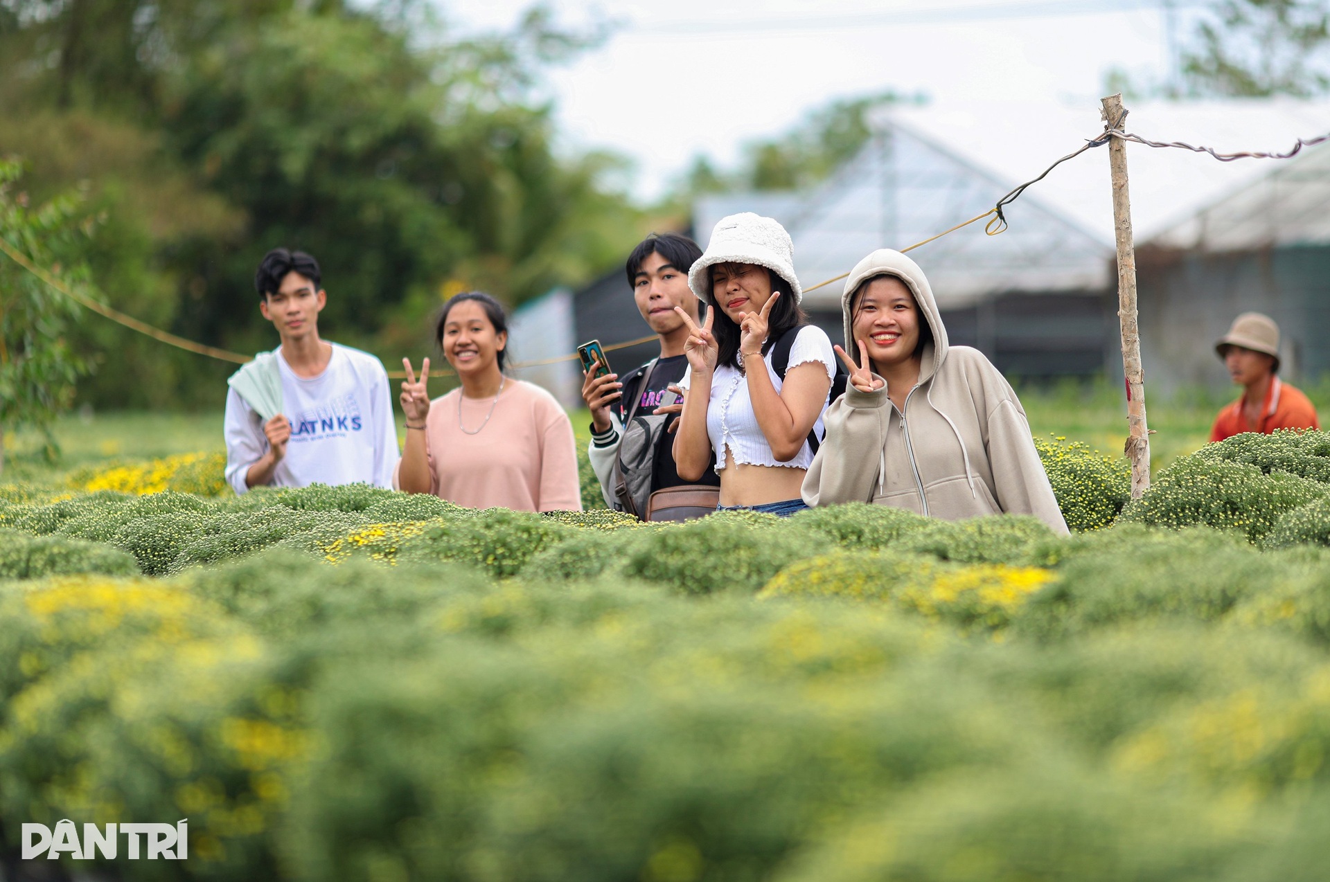 Sa Dec flower village farmers are busy with raspberry chrysanthemum fields in the days leading up to Tet - 11