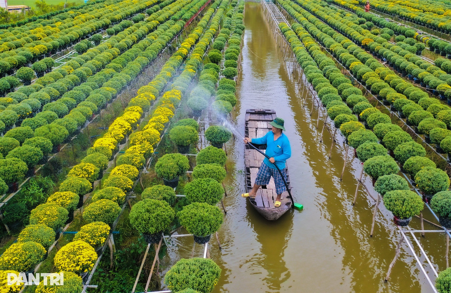 Sa Dec flower village farmers are busy in the field of raspberry chrysanthemums on the days leading up to Tet - 9