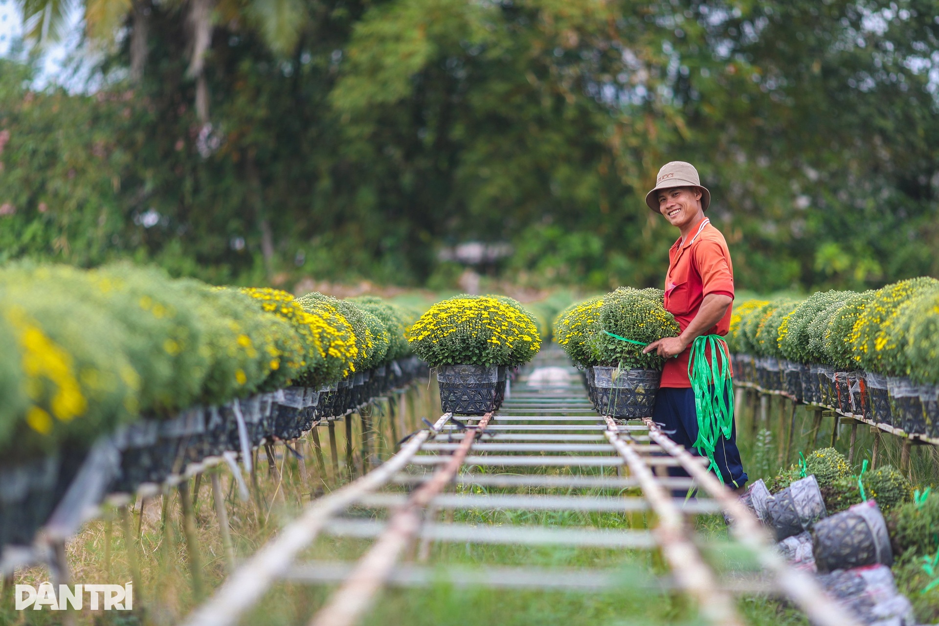 Sa Dec flower village farmers are busy in the field of raspberry chrysanthemums on the days leading up to Tet - 6