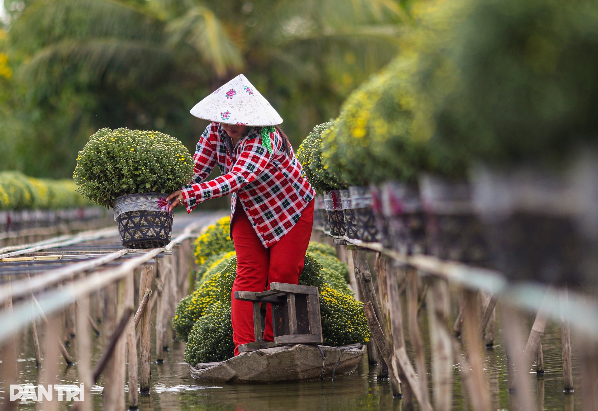 Sa Dec flower village farmers are busy with raspberry chrysanthemum fields on the days leading up to Tet - 4 Sa Dec flower village farmers are busy with raspberry chrysanthemum fields on the days leading up to Tet - 4