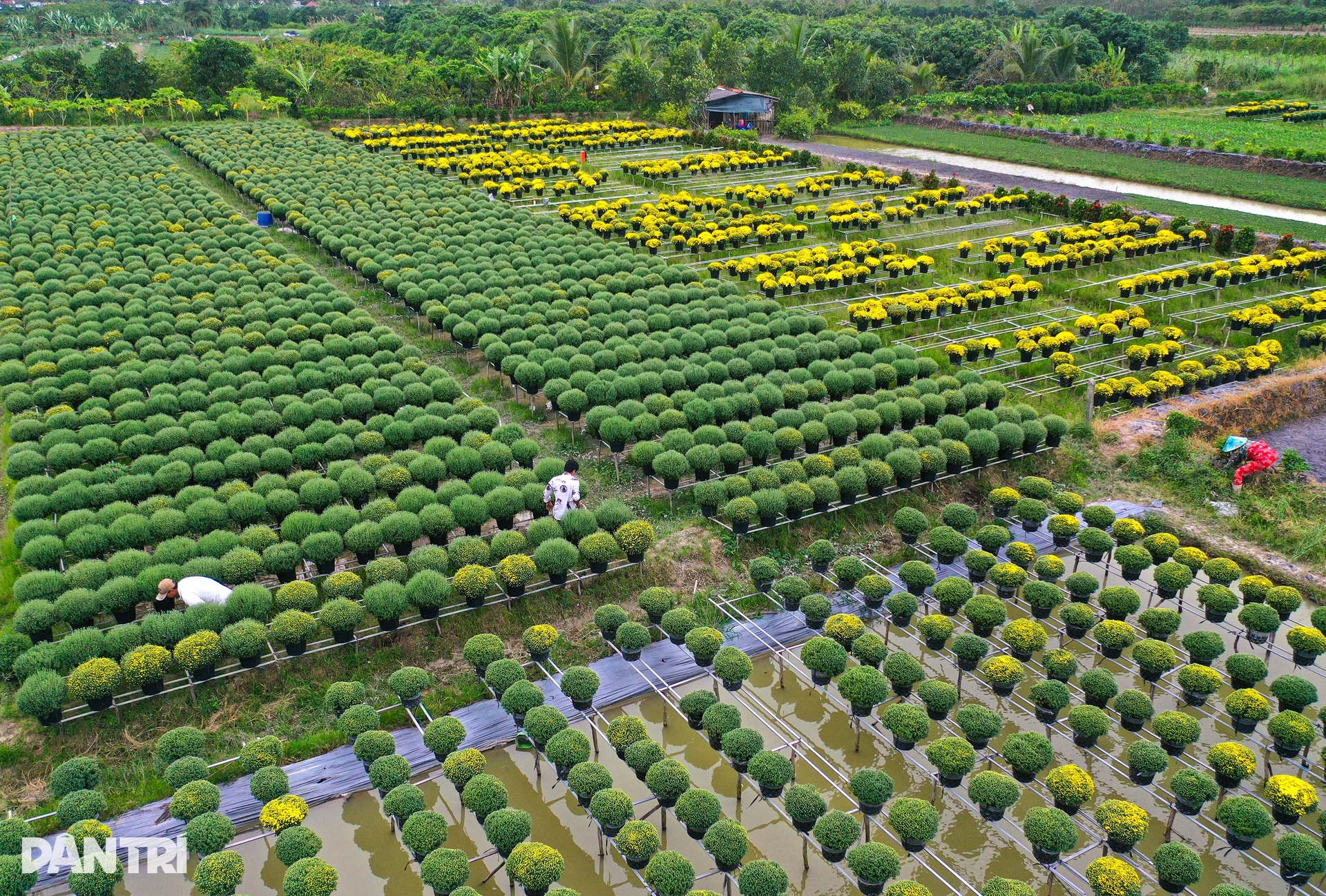 Sa Dec flower village farmers are busy in the field of raspberry chrysanthemums on the days leading up to Tet - 14