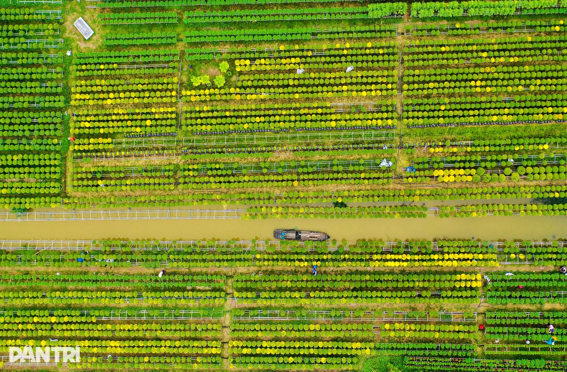 Sa Dec flower village farmers are busy with raspberry chrysanthemum fields in the days leading up to Tet - 10