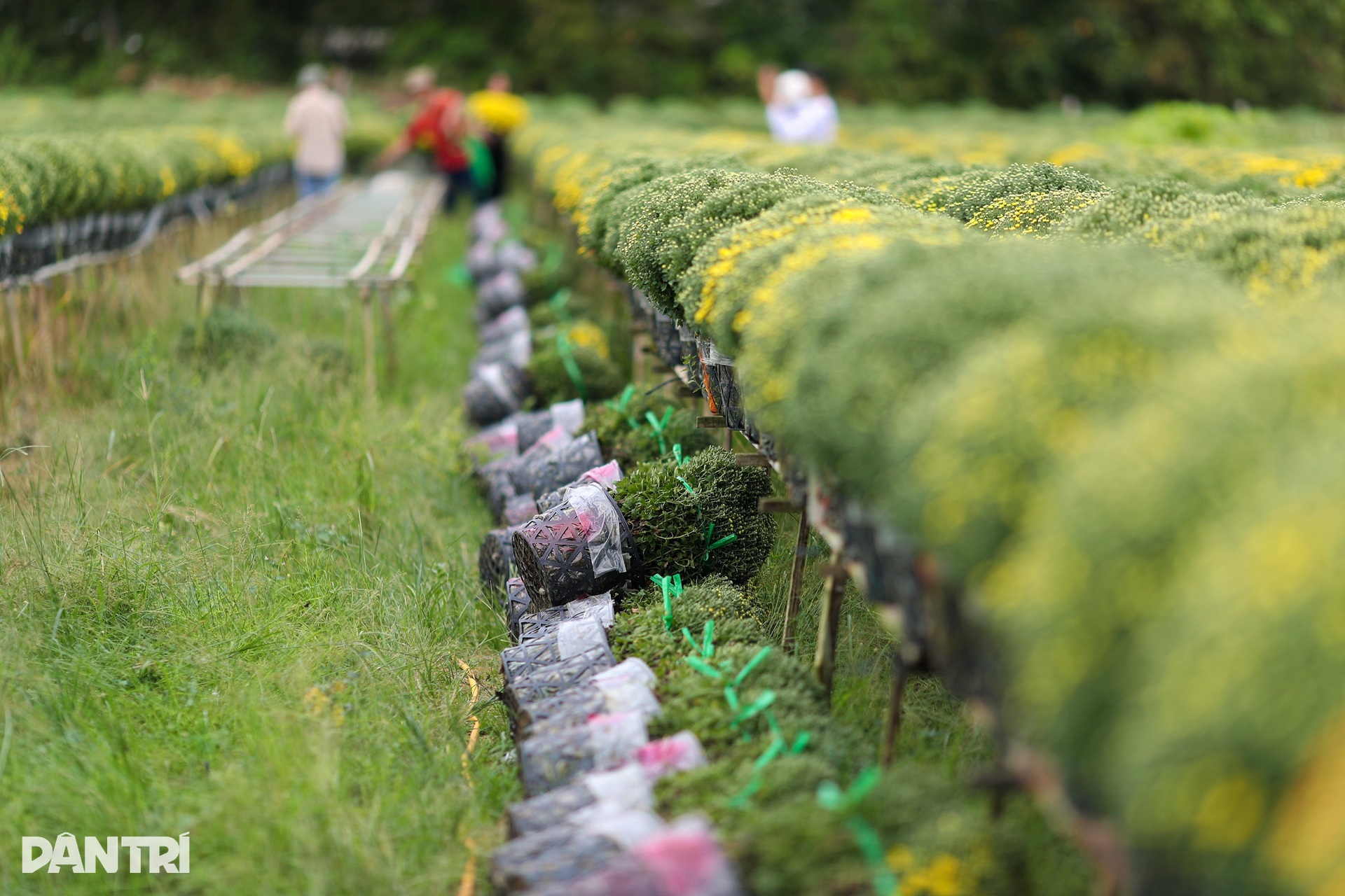 Sa Dec flower village farmers are busy with raspberry chrysanthemum fields on the days leading up to Tet - 8