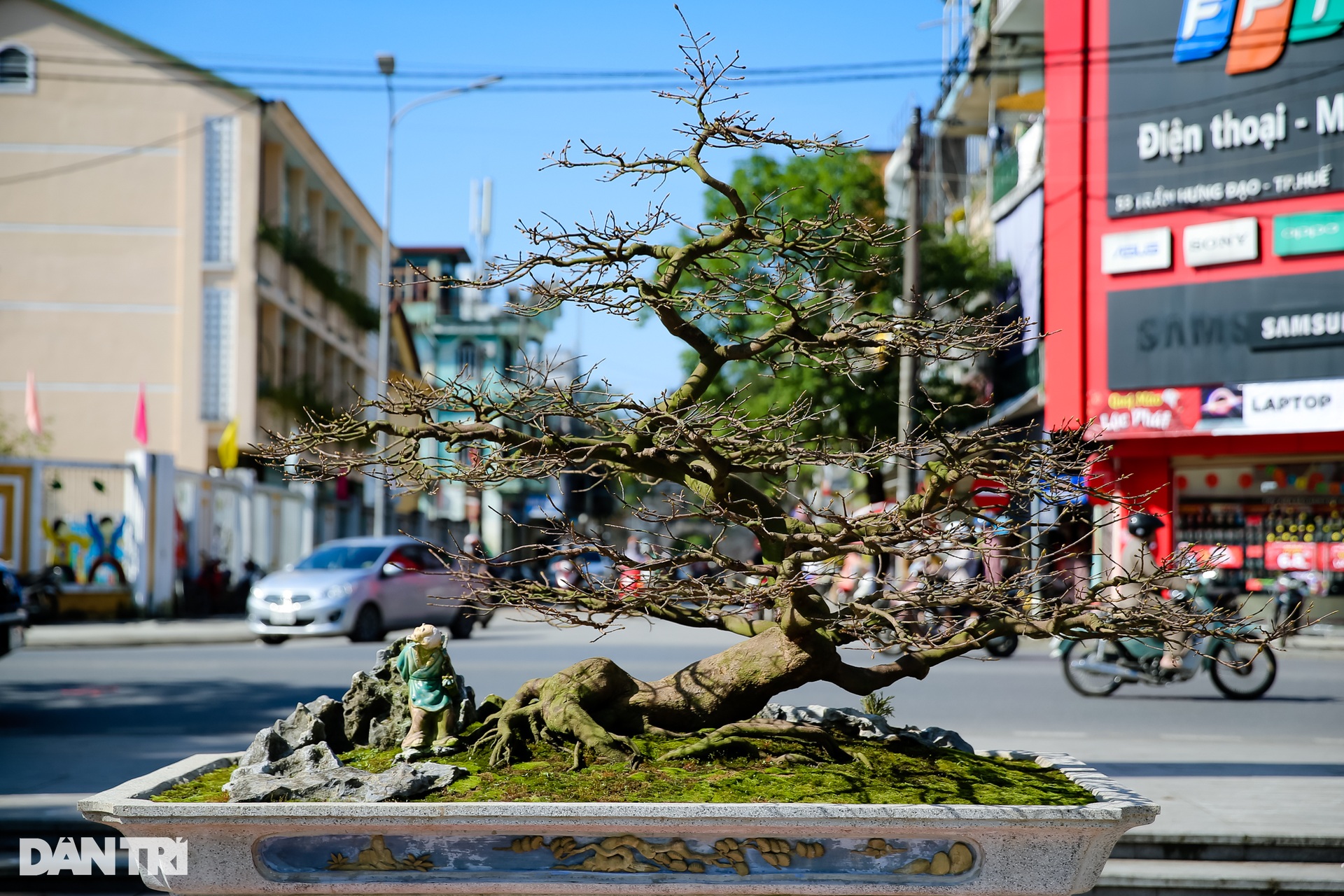 Admire the unique ancient apricot trees at the Hoang Mai festival in Hue - 6