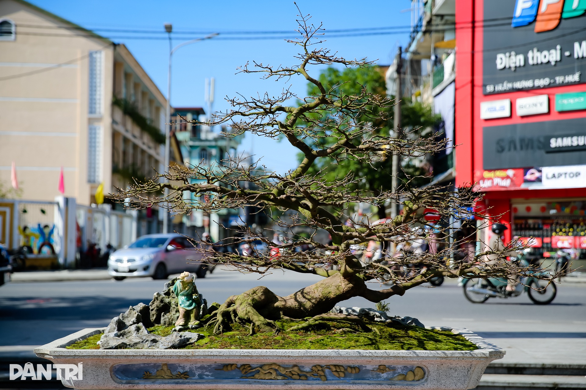 Admire the unique ancient apricot trees at the Hoang Mai festival in Hue - 6