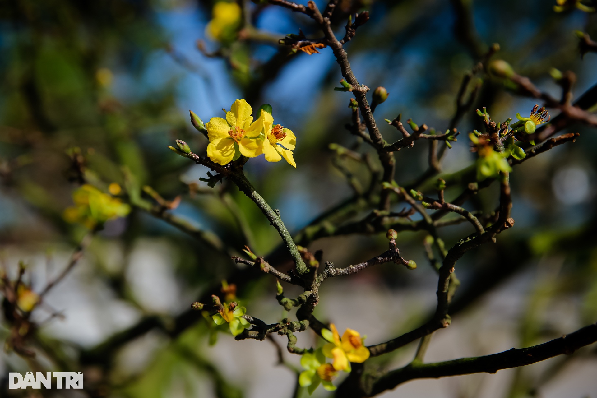 Admire the unique ancient apricot trees at the Hoang Mai festival in Hue - 11