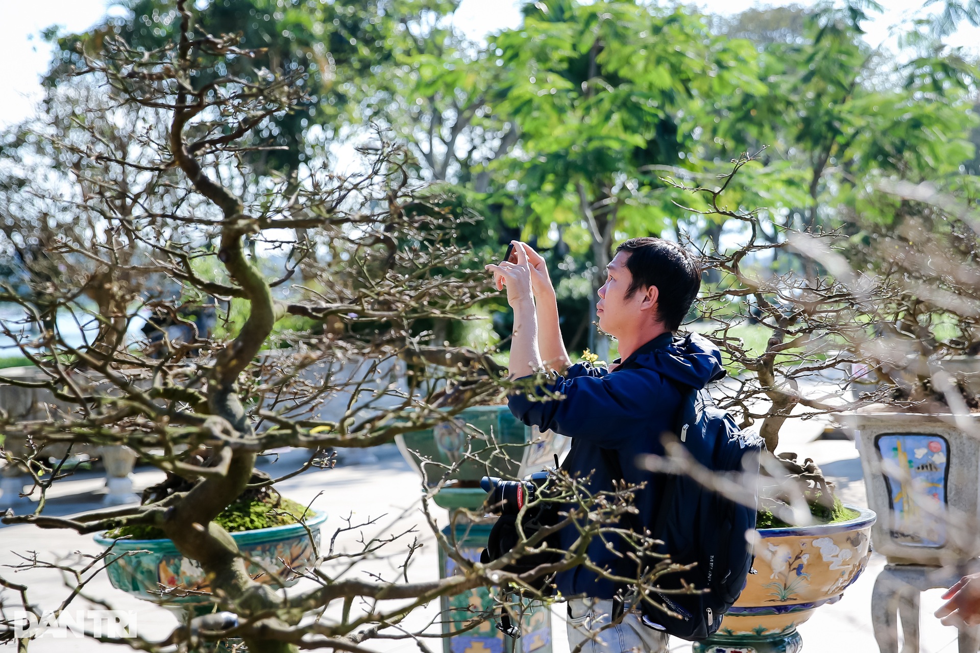 Admire the unique ancient apricot trees at the Hoang Mai festival in Hue - 8