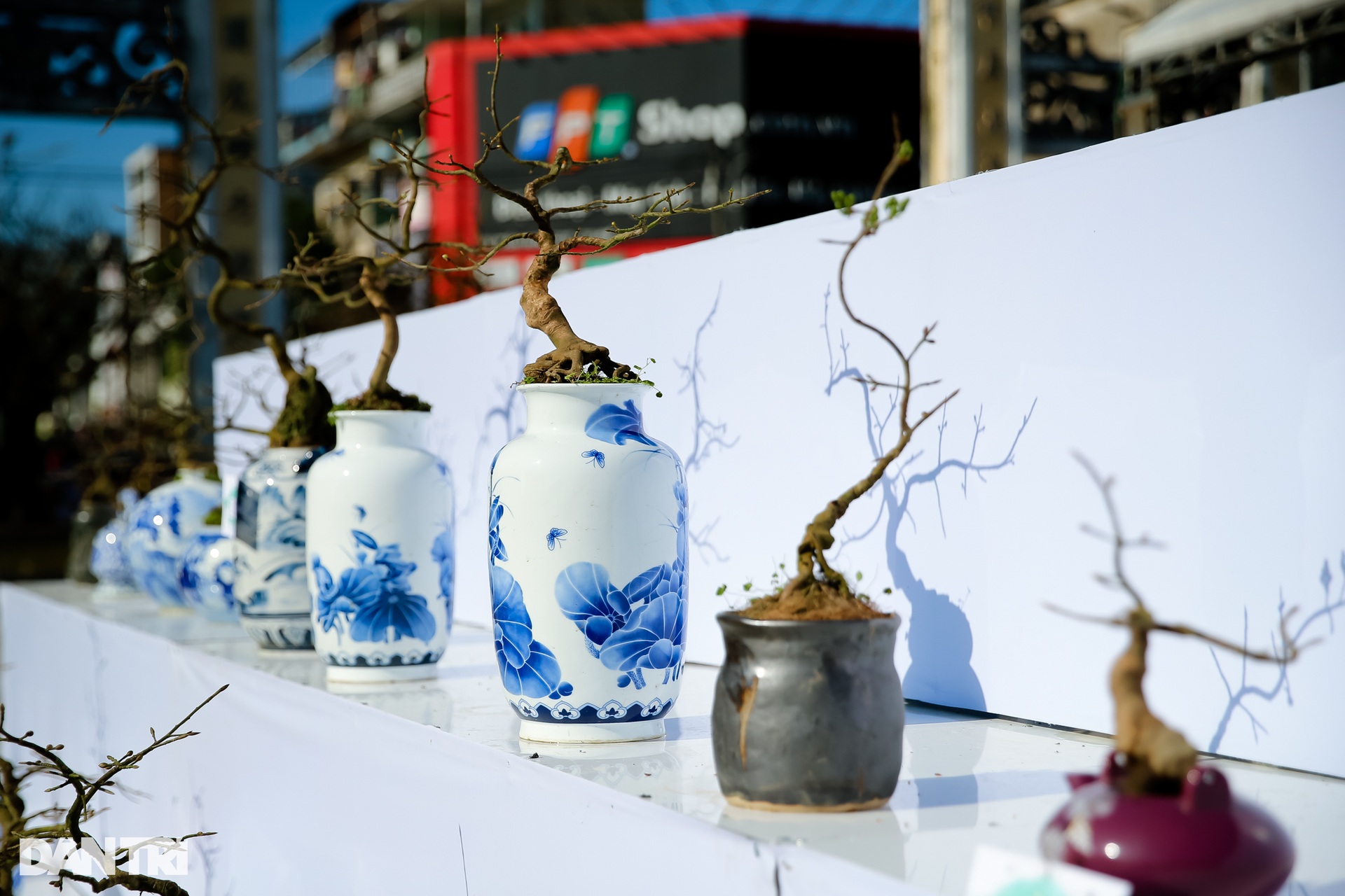 Admire the unique ancient apricot trees at the Hoang Mai festival in Hue - 7