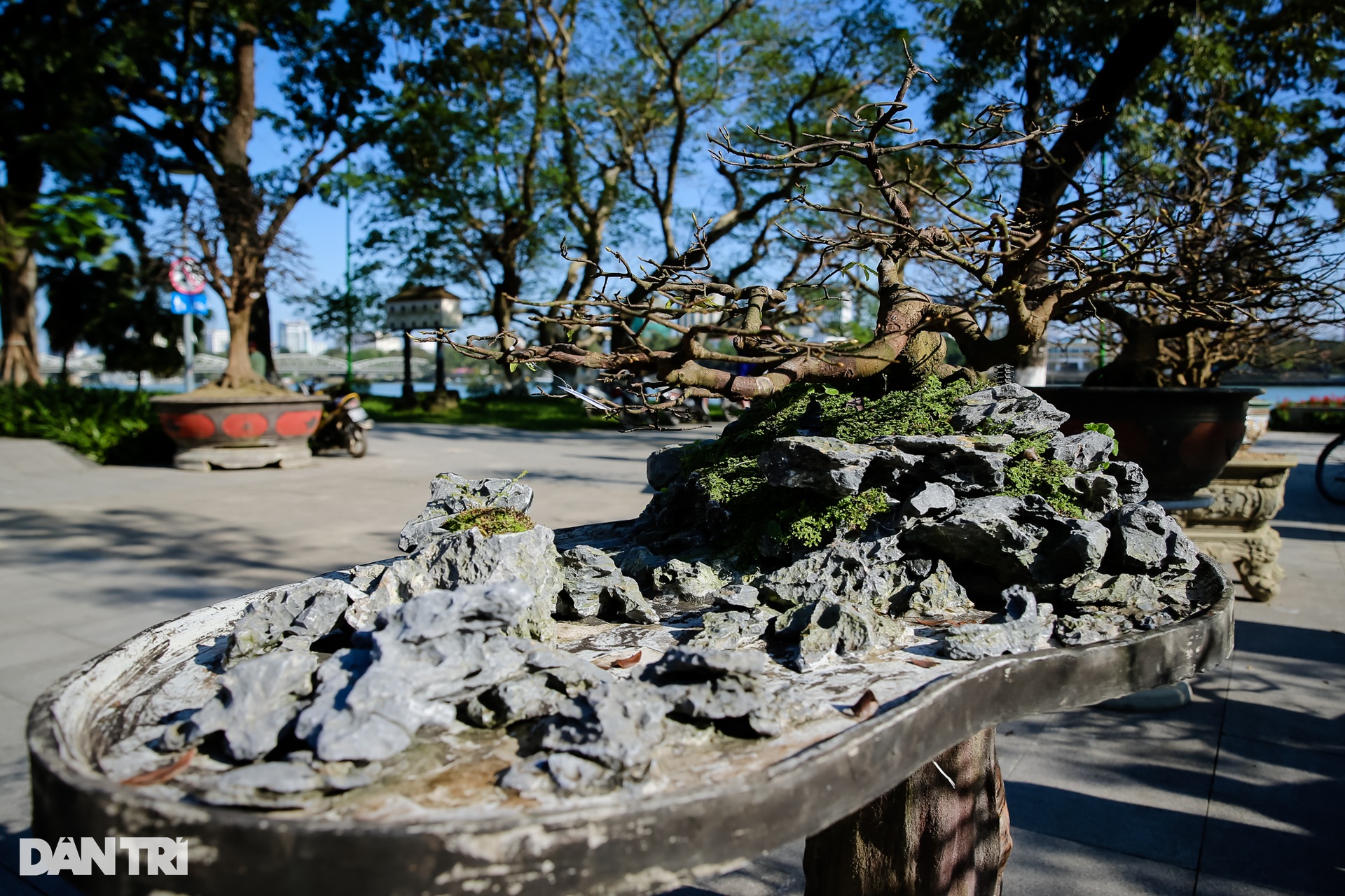 Admire the unique ancient apricot trees at the Hoang Mai festival in Hue - 5