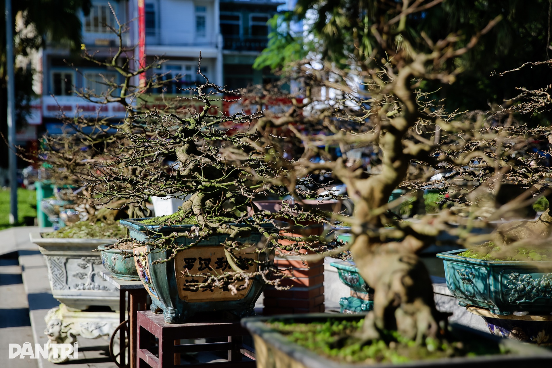 Admire the unique ancient apricot trees at the Hoang Mai festival in Hue - 3