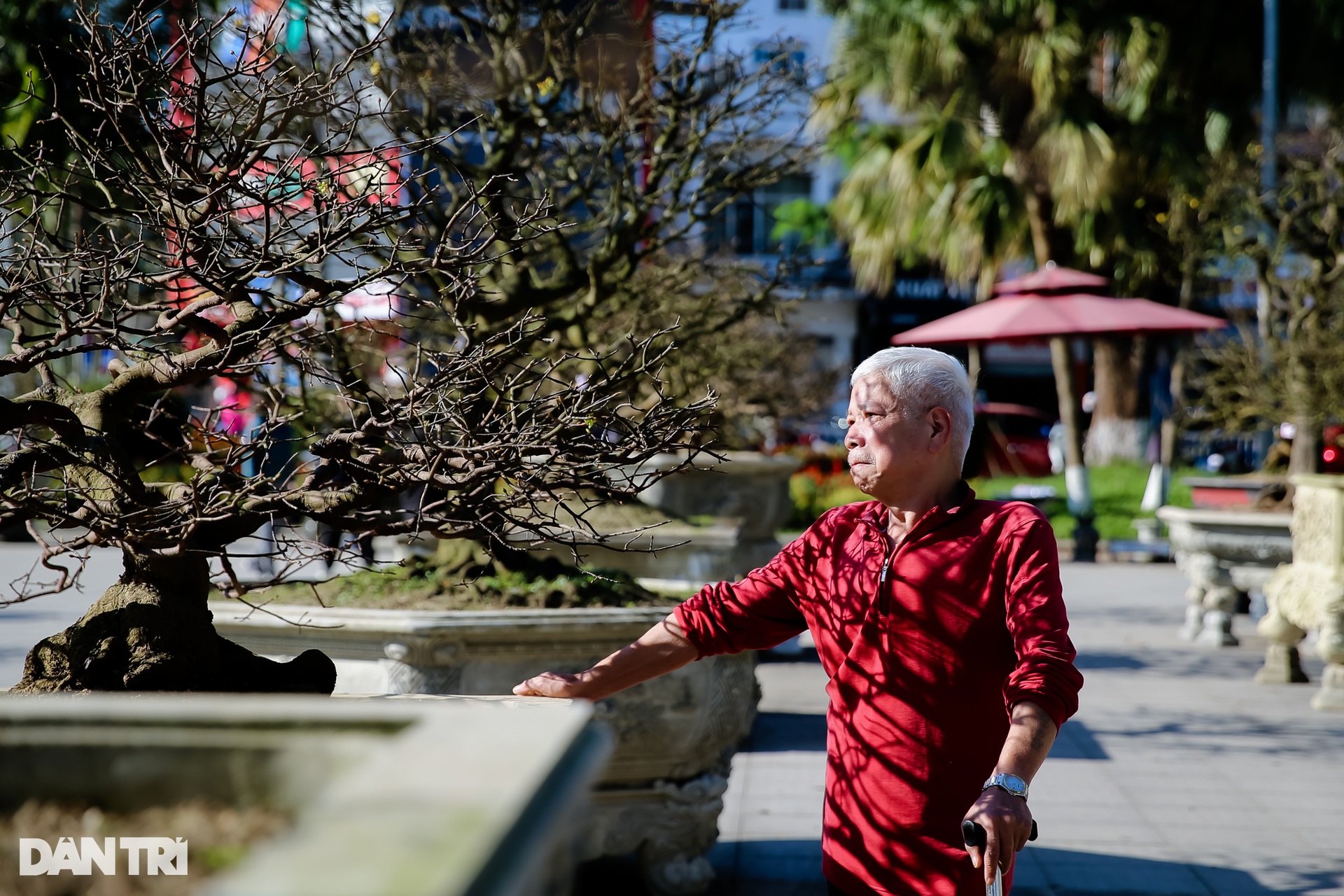 Admire the unique ancient apricot trees at the Hoang Mai festival in Hue - 12