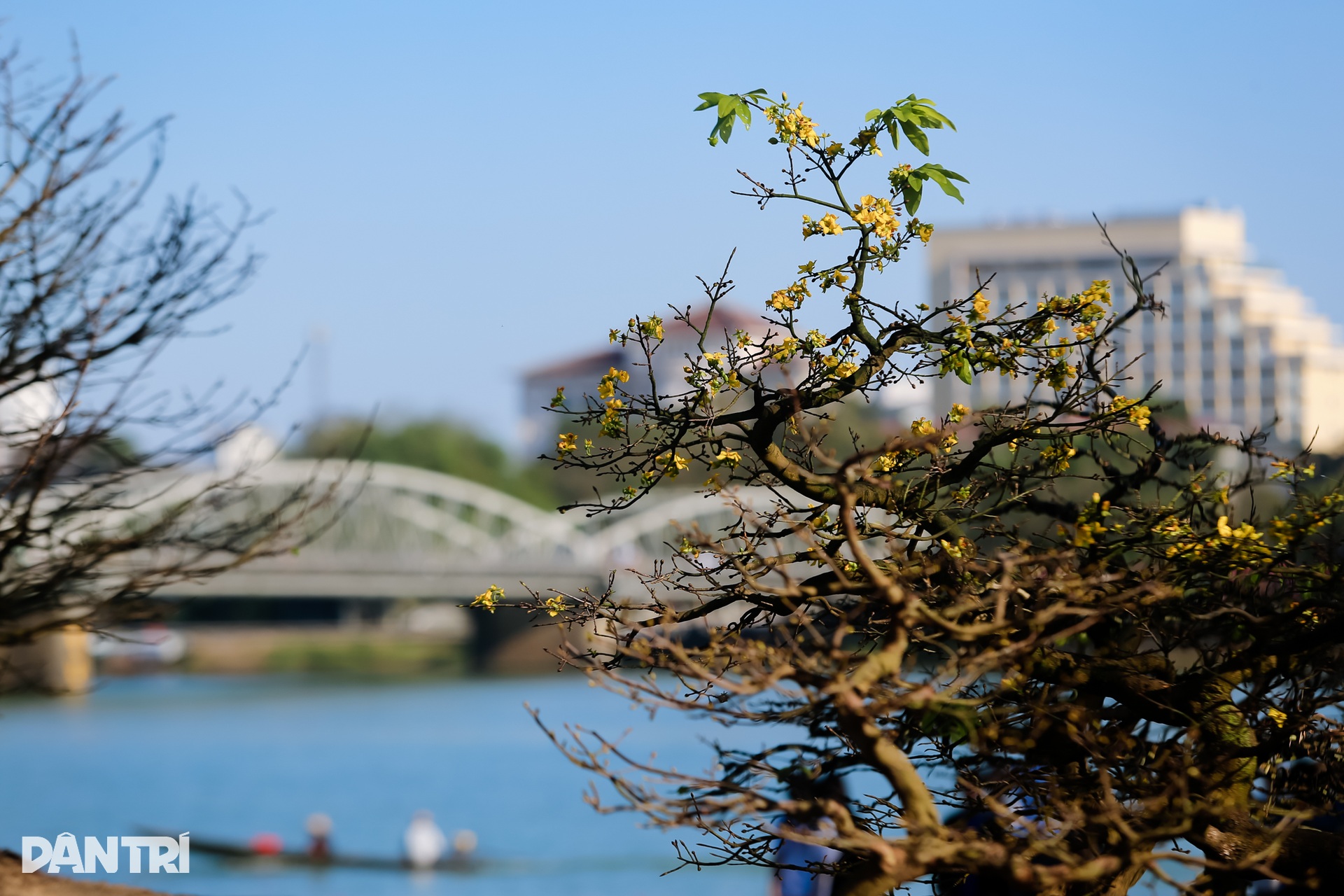 Admire the unique ancient apricot trees at the Hoang Mai festival in Hue - 2