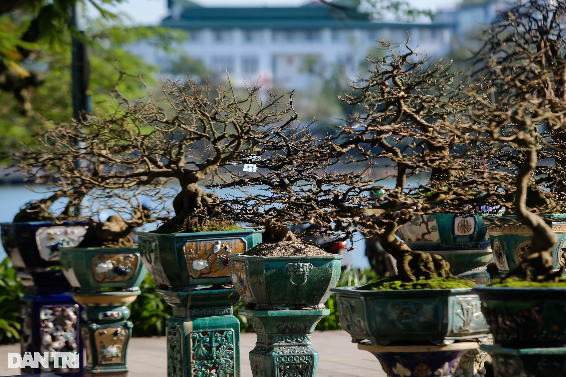 Admire the unique ancient apricot trees at the Hoang Mai festival in Hue - 4