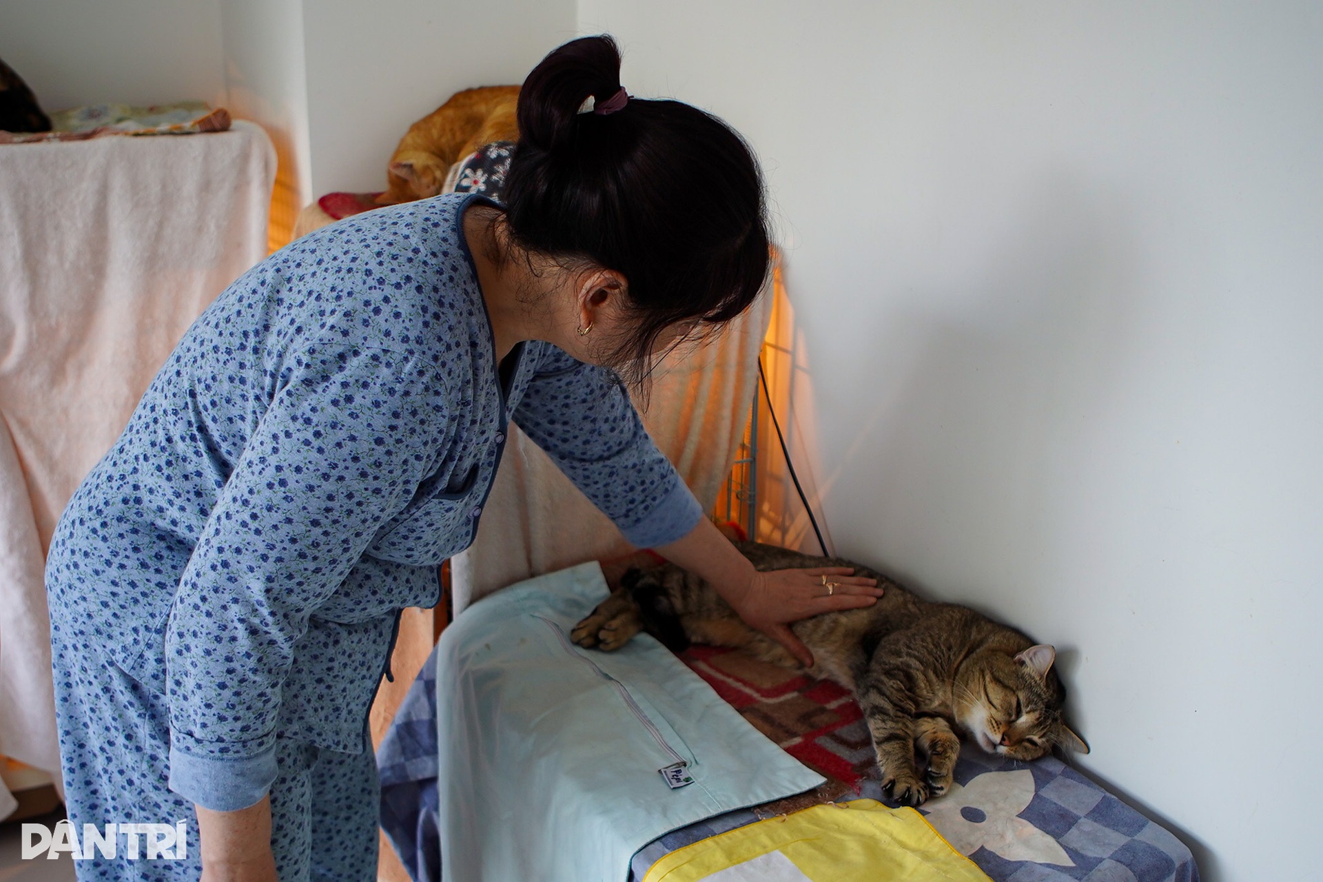 Hành trình bà mẹ Hà Nội 23 năm cứu sống hàng trăm chú mèo liệt bị bỏ rơi - 3 Hành trình bà mẹ Hà Nội 23 năm cứu sống hàng trăm chú mèo liệt bị bỏ rơi - 3
