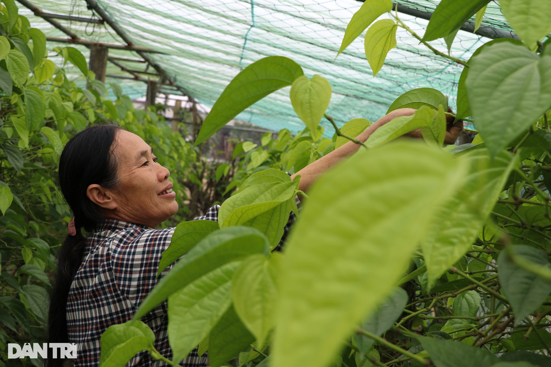 Làm giàu với loại cây bán vài nghìn đồng/lá, ra Tết là thời điểm "hốt bạc" - Ảnh 12. Làm giàu với loại cây bán vài nghìn đồng/lá, ra Tết là thời điểm "hốt bạc" - Ảnh 12.