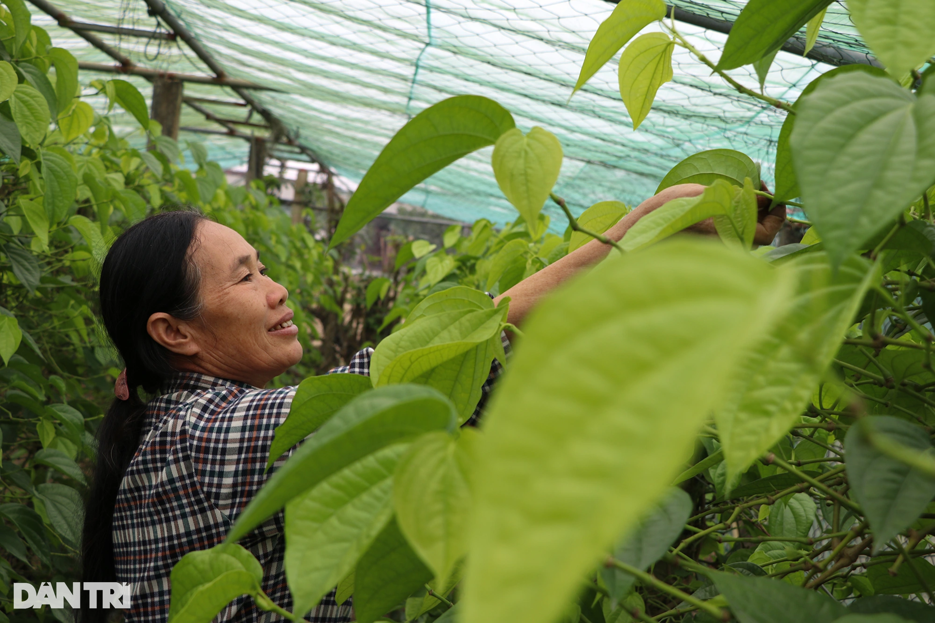 Làm giàu với loại cây bán vài nghìn đồng/lá, ra Tết là thời điểm &quot;hốt bạc&quot; - Ảnh 12.