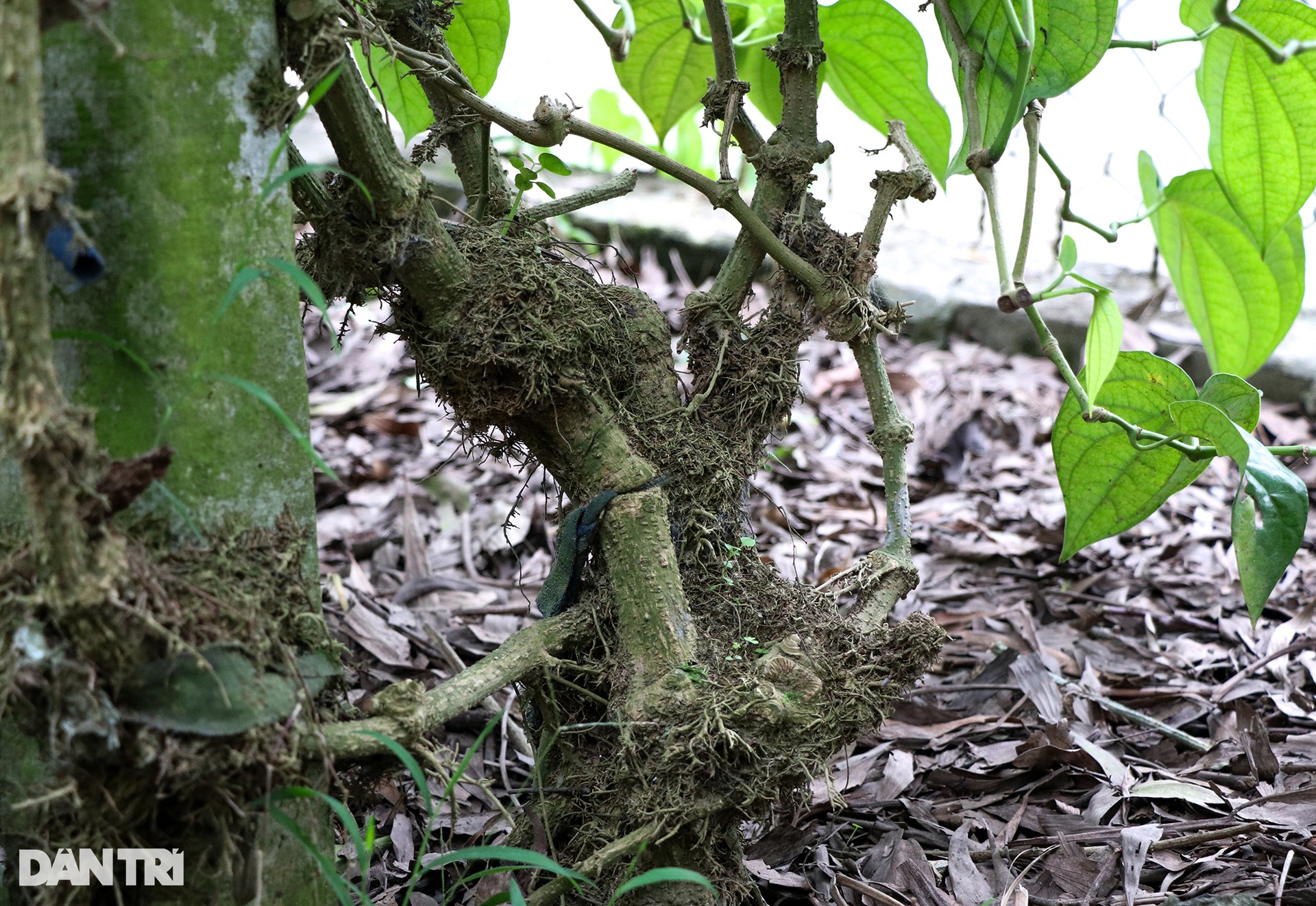 Làm giàu với loại cây bán vài nghìn đồng/lá, ra Tết là thời điểm "hốt bạc" - Ảnh 8. Làm giàu với loại cây bán vài nghìn đồng/lá, ra Tết là thời điểm "hốt bạc" - Ảnh 8.
